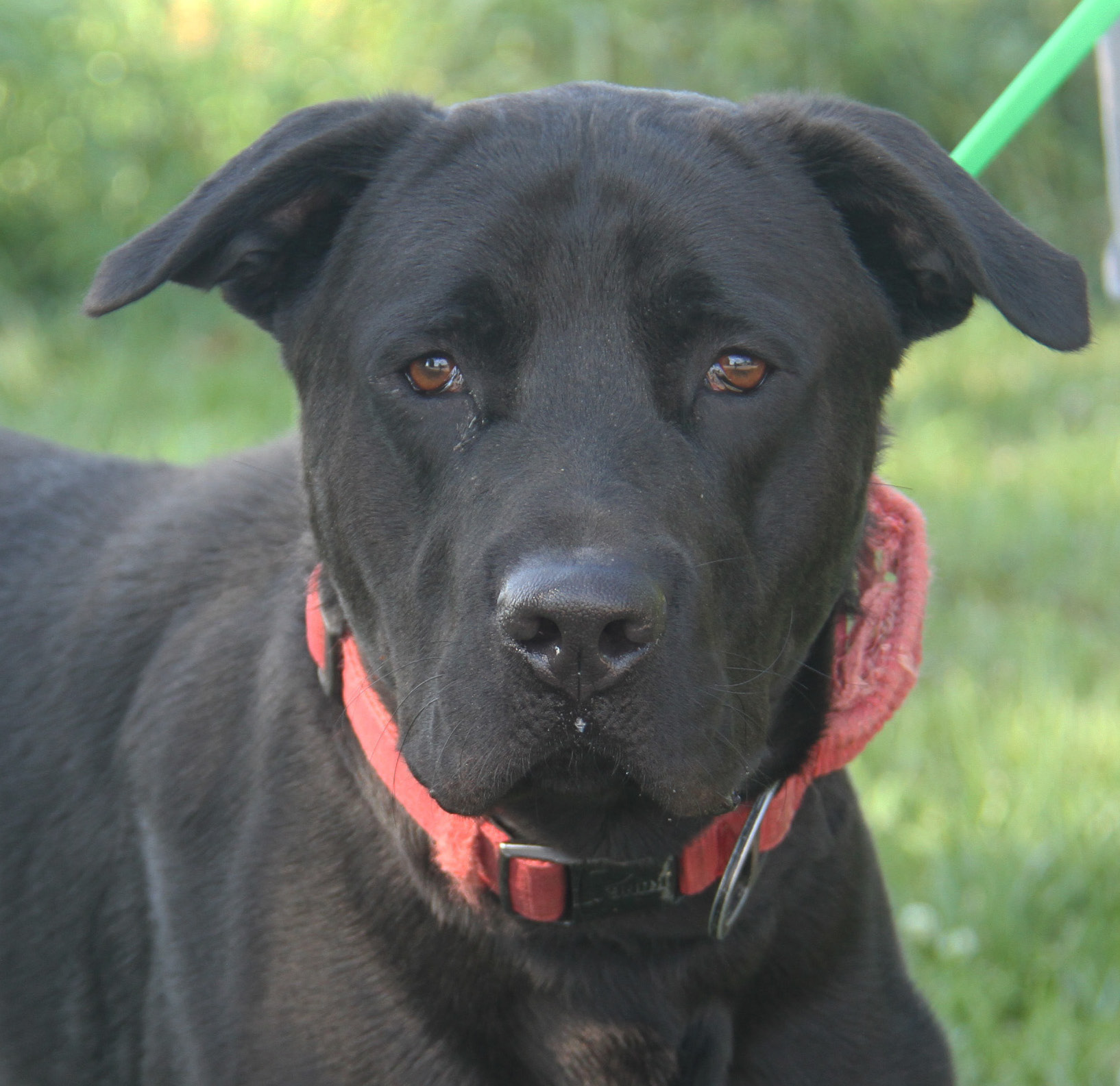 Enlarge Apollo, a Adoptable mixed breed in Marietta, OH image 5/6