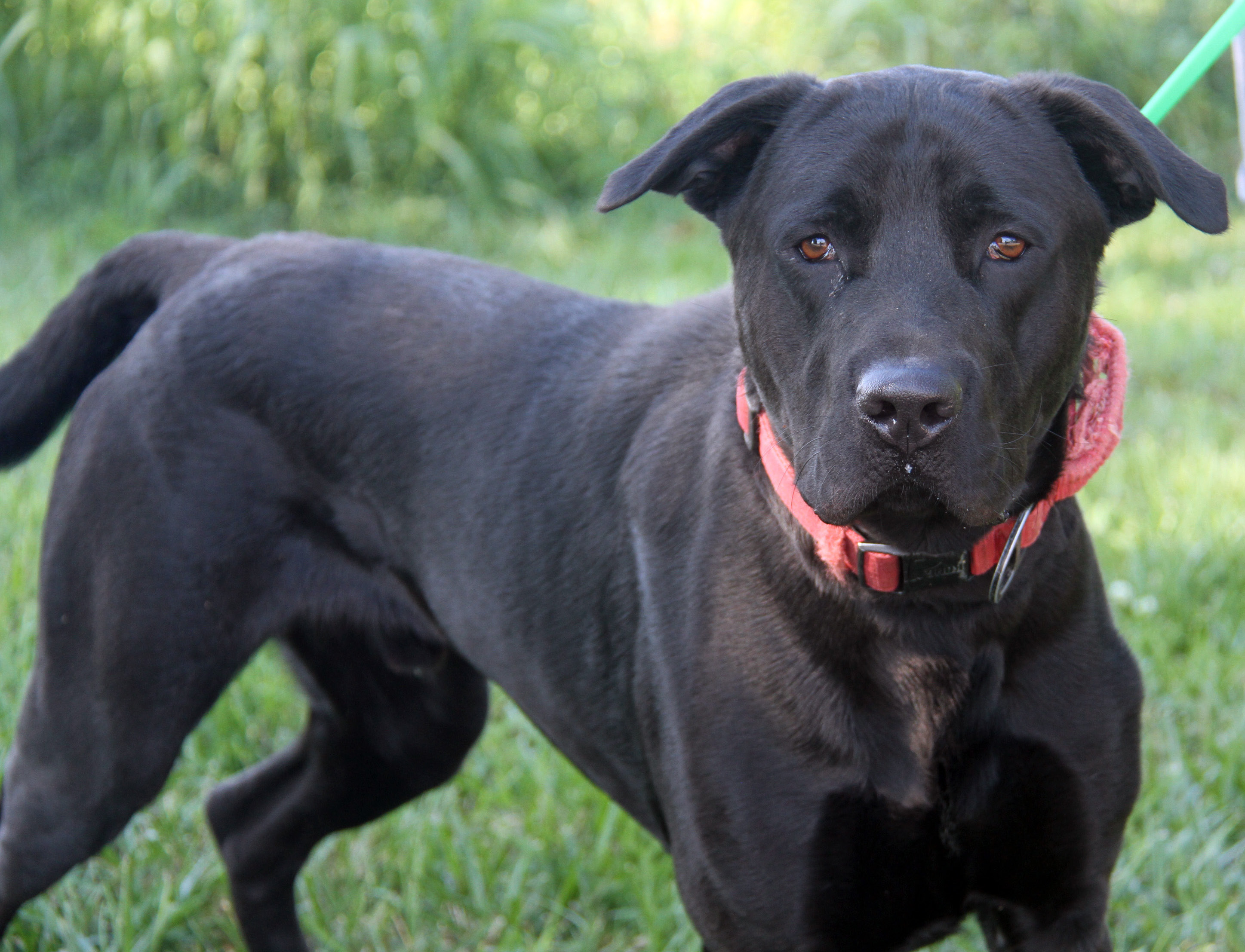 Enlarge Apollo, a Adoptable mixed breed in Marietta, OH image 6/6