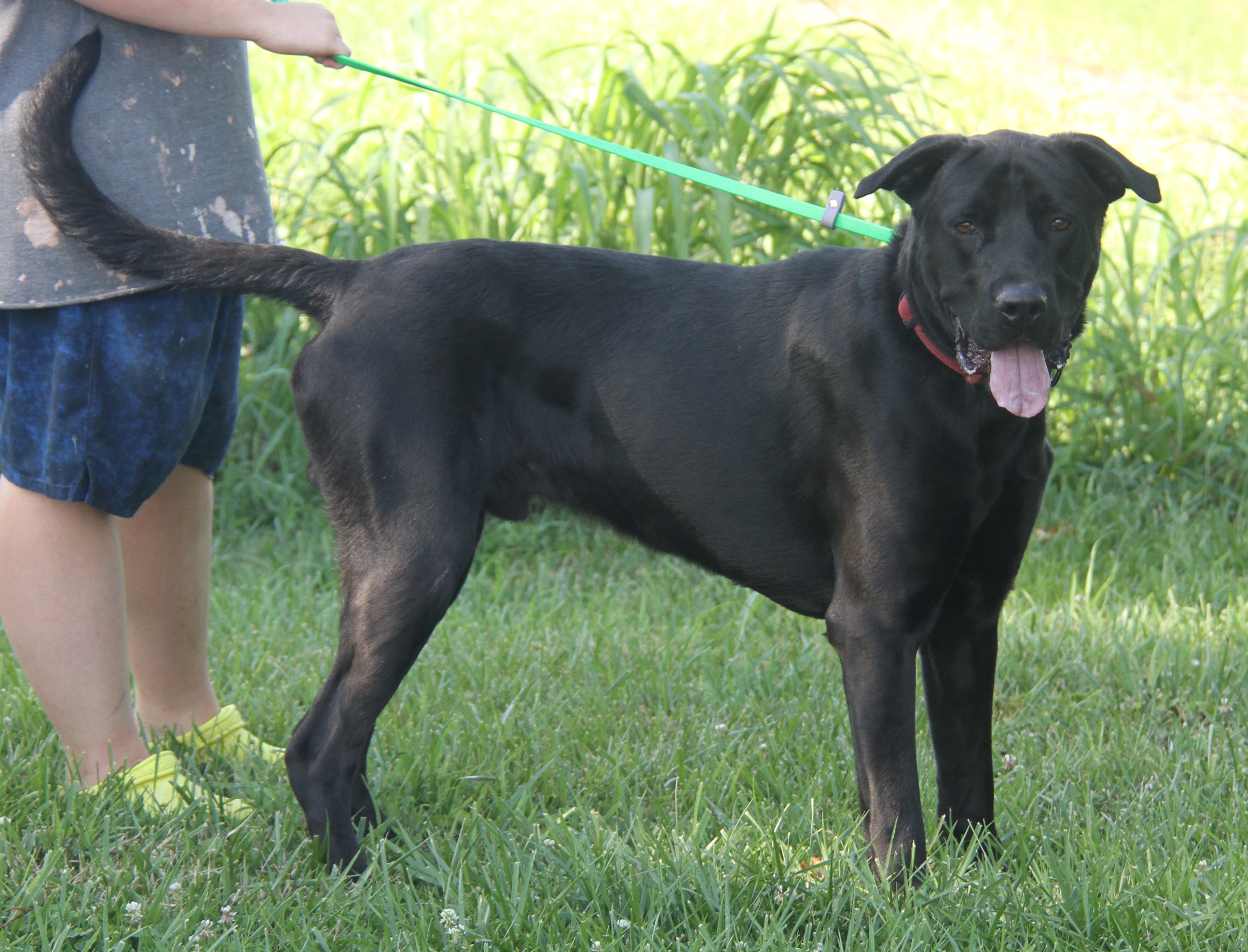 Enlarge Apollo, a Adoptable mixed breed in Marietta, OH image 4/6
