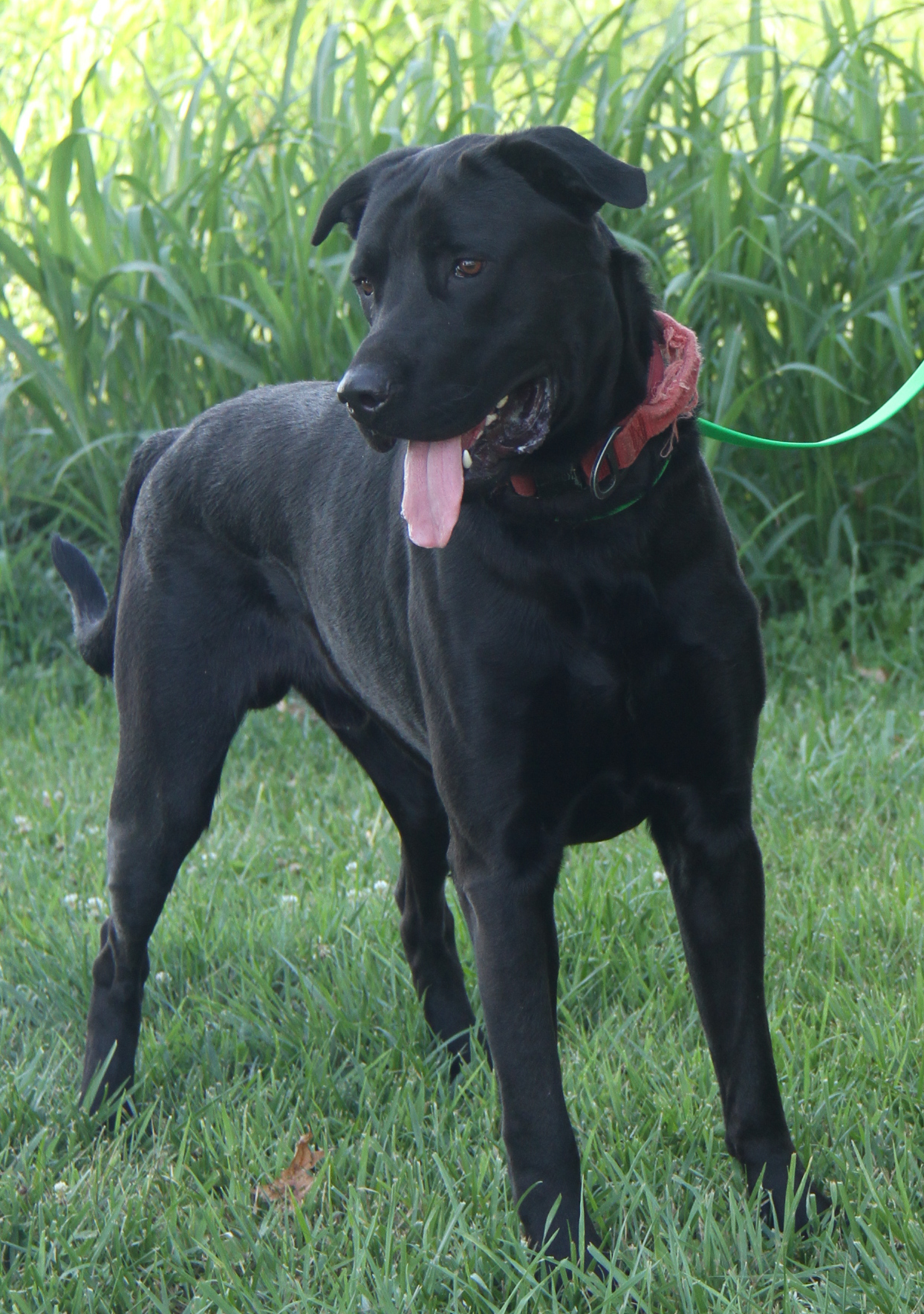 Enlarge Apollo, a Adoptable mixed breed in Marietta, OH image 3/6