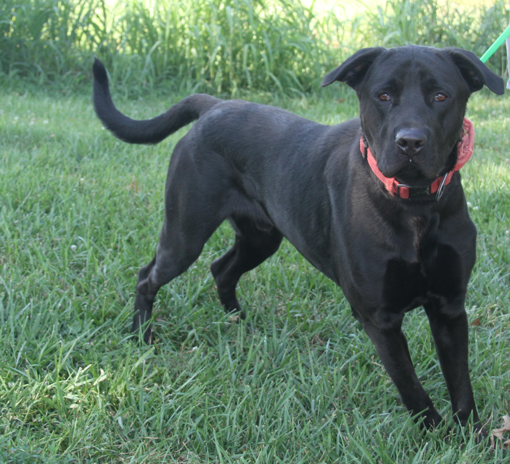 Enlarge Apollo, a Adoptable mixed breed in Marietta, OH image 2/6
