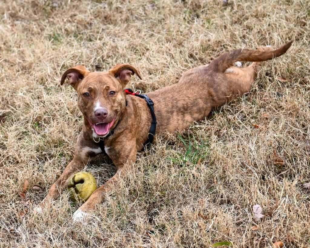 DA 30 Brioche, Adoptable, Adult Female Pit Bull Terrier.