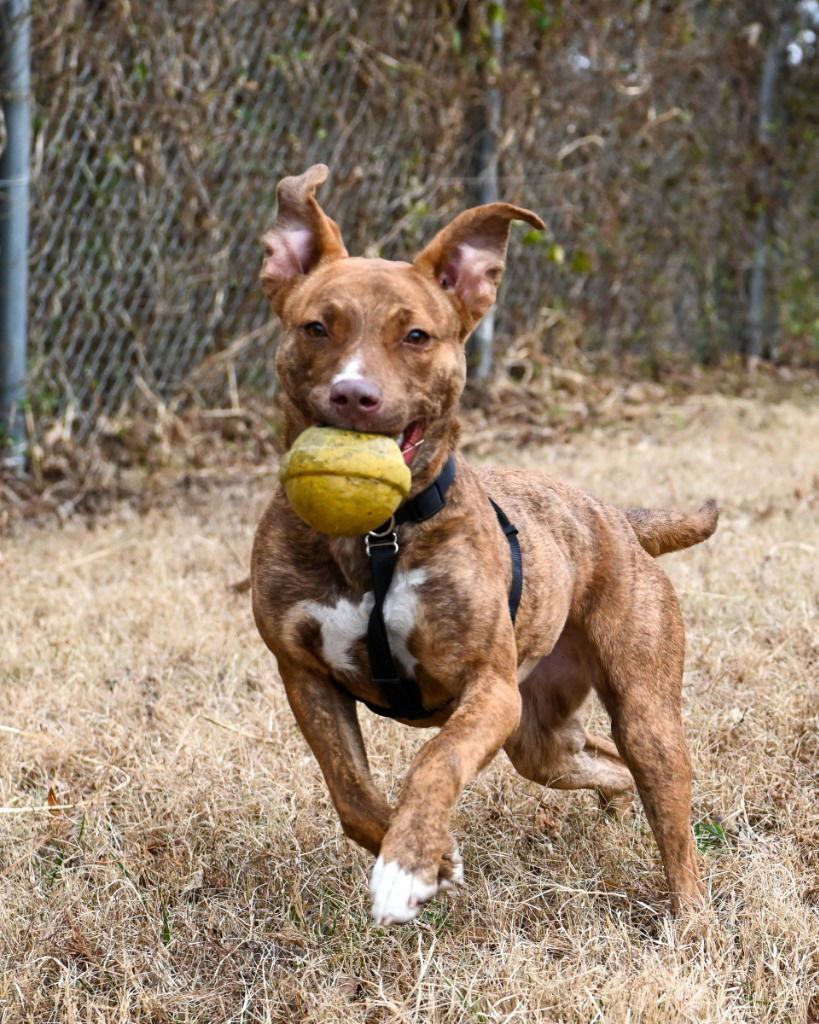 Enlarge DA 30 Brioche, a Adoptable Pit Bull Terrier in Glen Allen, VA image 2/3