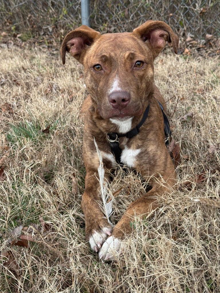 Enlarge DA 30 Brioche, a Adoptable Pit Bull Terrier in Glen Allen, VA image 2/3