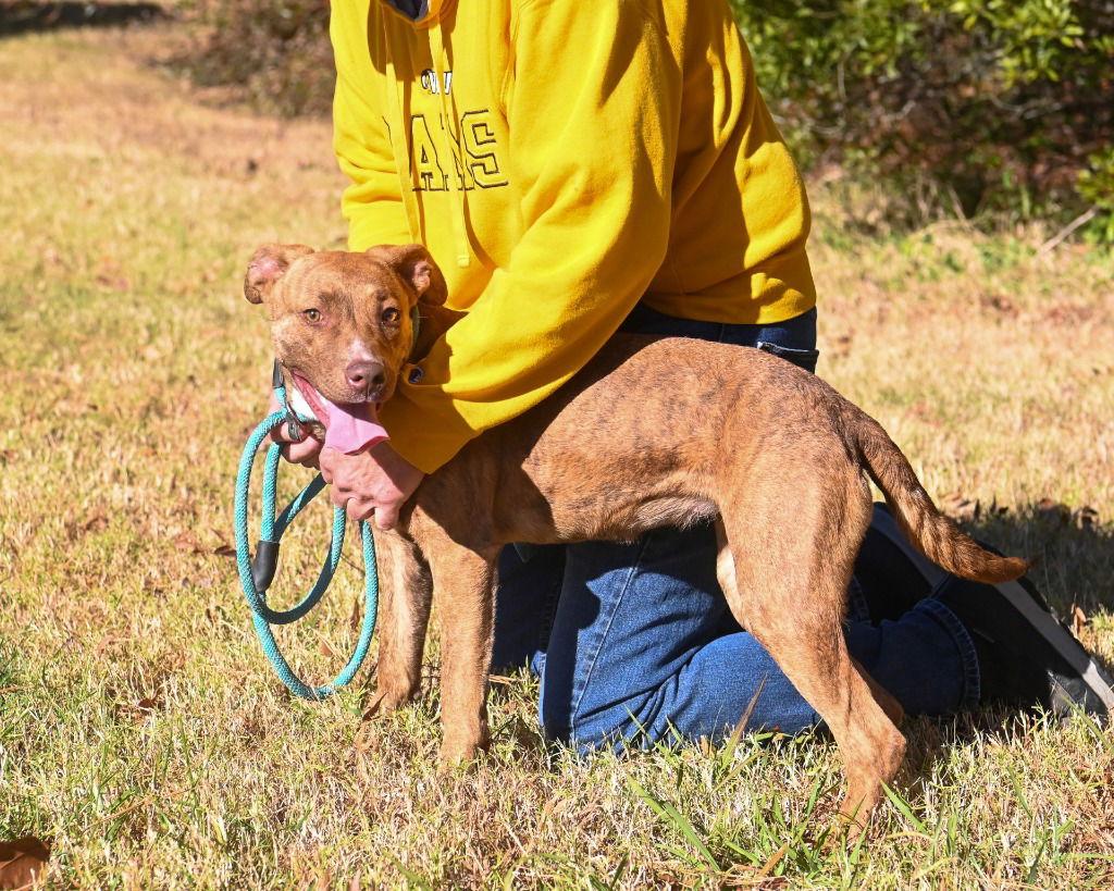 Enlarge DA 30 Brioche, a Adoptable Pit Bull Terrier in Glen Allen, VA image 3/3