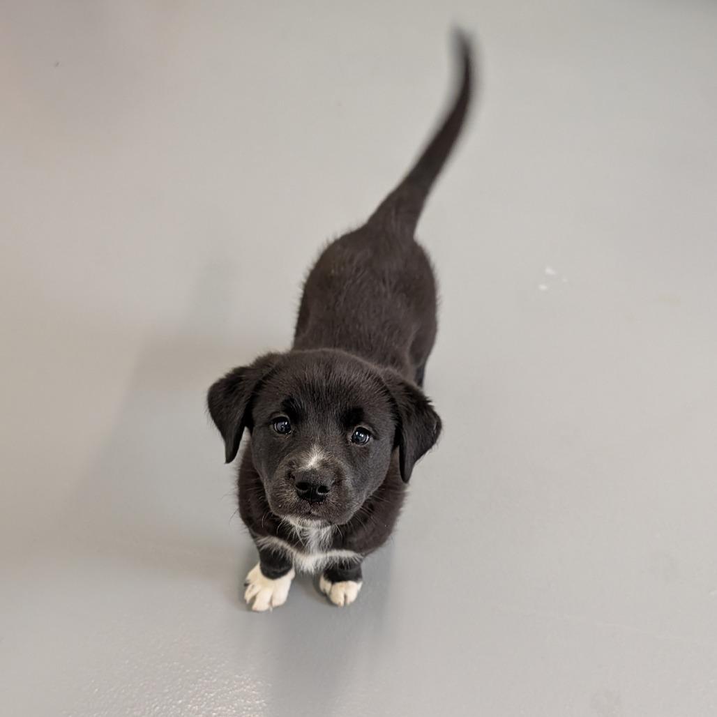 Enlarge Atom Eve, an adopted Mixed Breed in Cape Girardeau, MO image 2/3