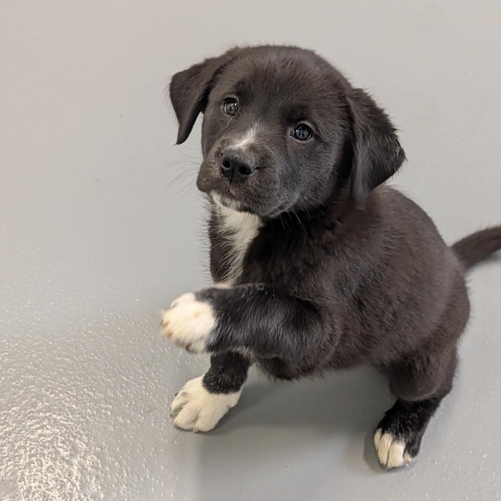 Enlarge Atom Eve, an adopted Mixed Breed in Cape Girardeau, MO image 3/3