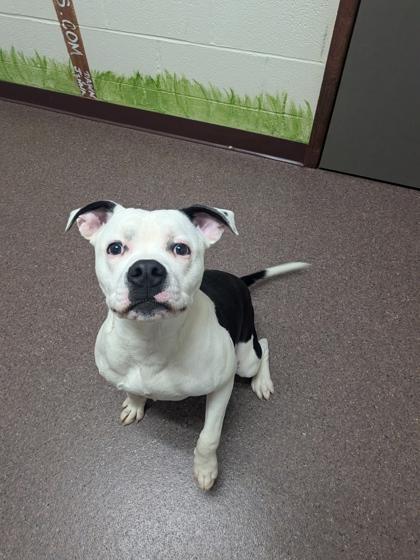 Neville, Adoptable, Puppy Male Mixed Breed & Mixed Breed.