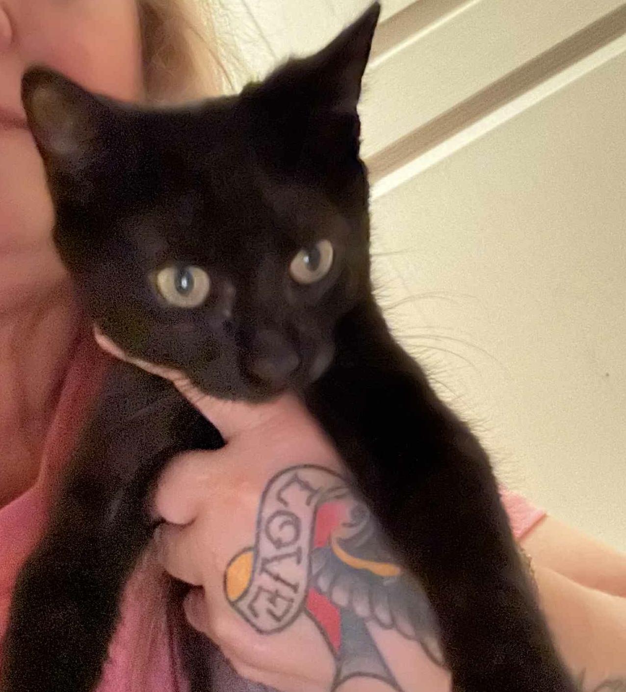 Echo ( Savannah)