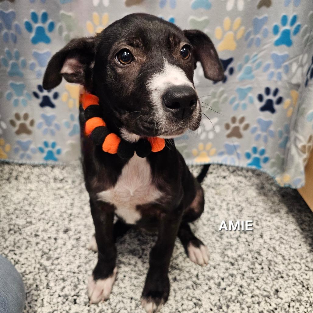 Amie, Adoptable, Puppy Female Black Labrador Retriever & Mixed Breed.