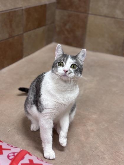 Fanta — thumbnail 2