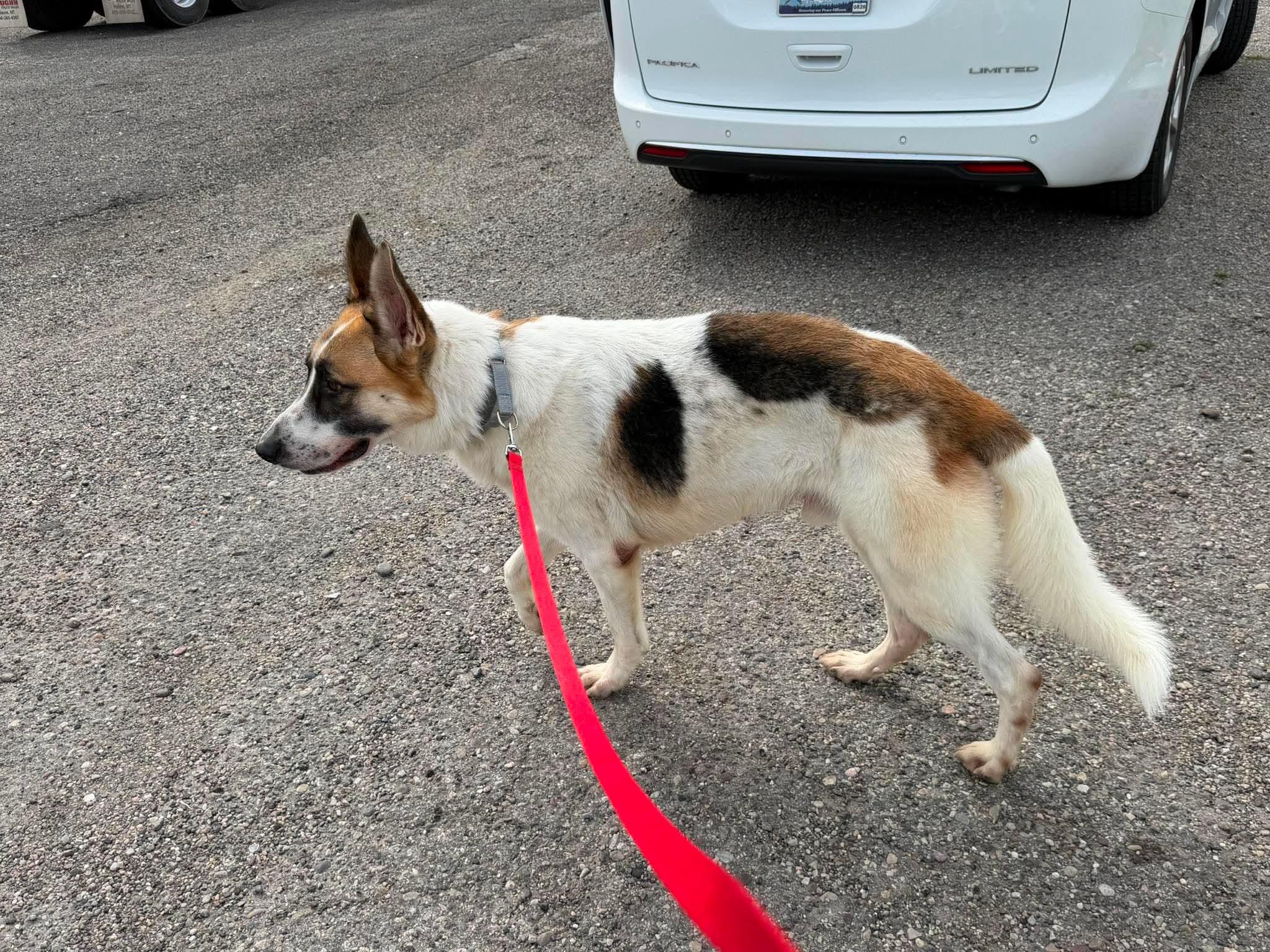 Enlarge Panda, a Adoptable German Shepherd Dog in Plummer, ID image 3/4