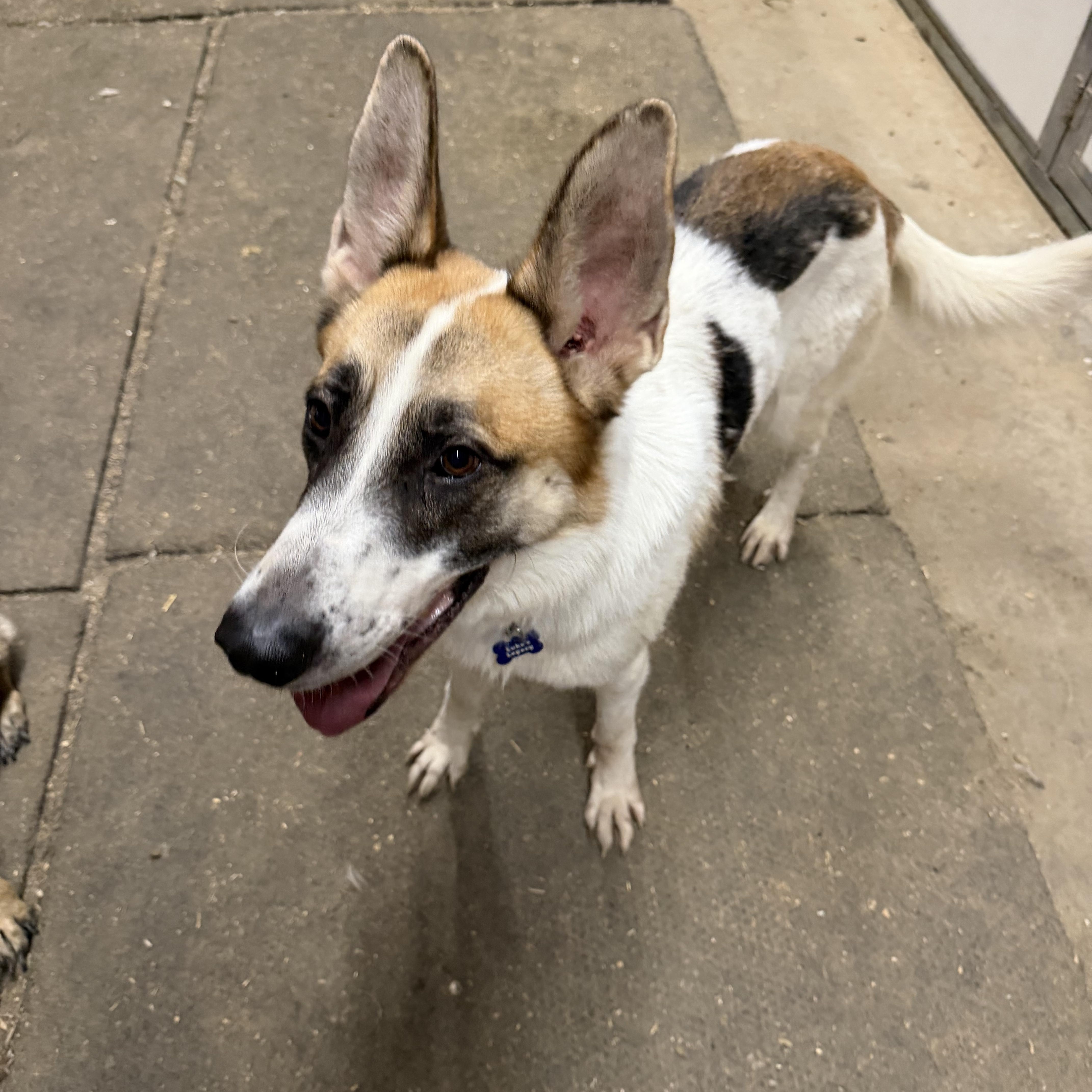 Enlarge Panda, a Adoptable German Shepherd Dog in Plummer, ID image 2/4