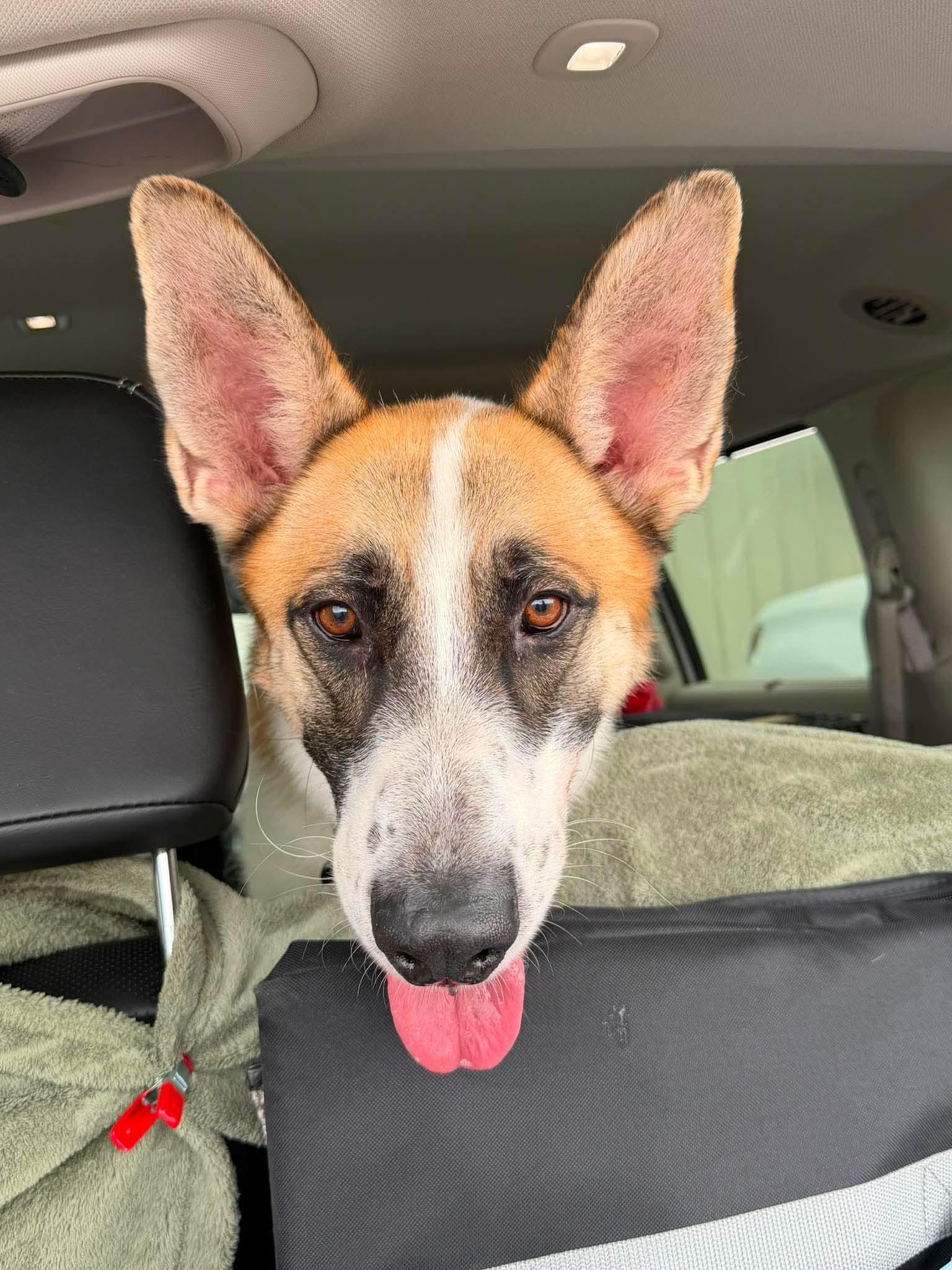 Enlarge Panda, a Adoptable German Shepherd Dog in Plummer, ID image 4/4