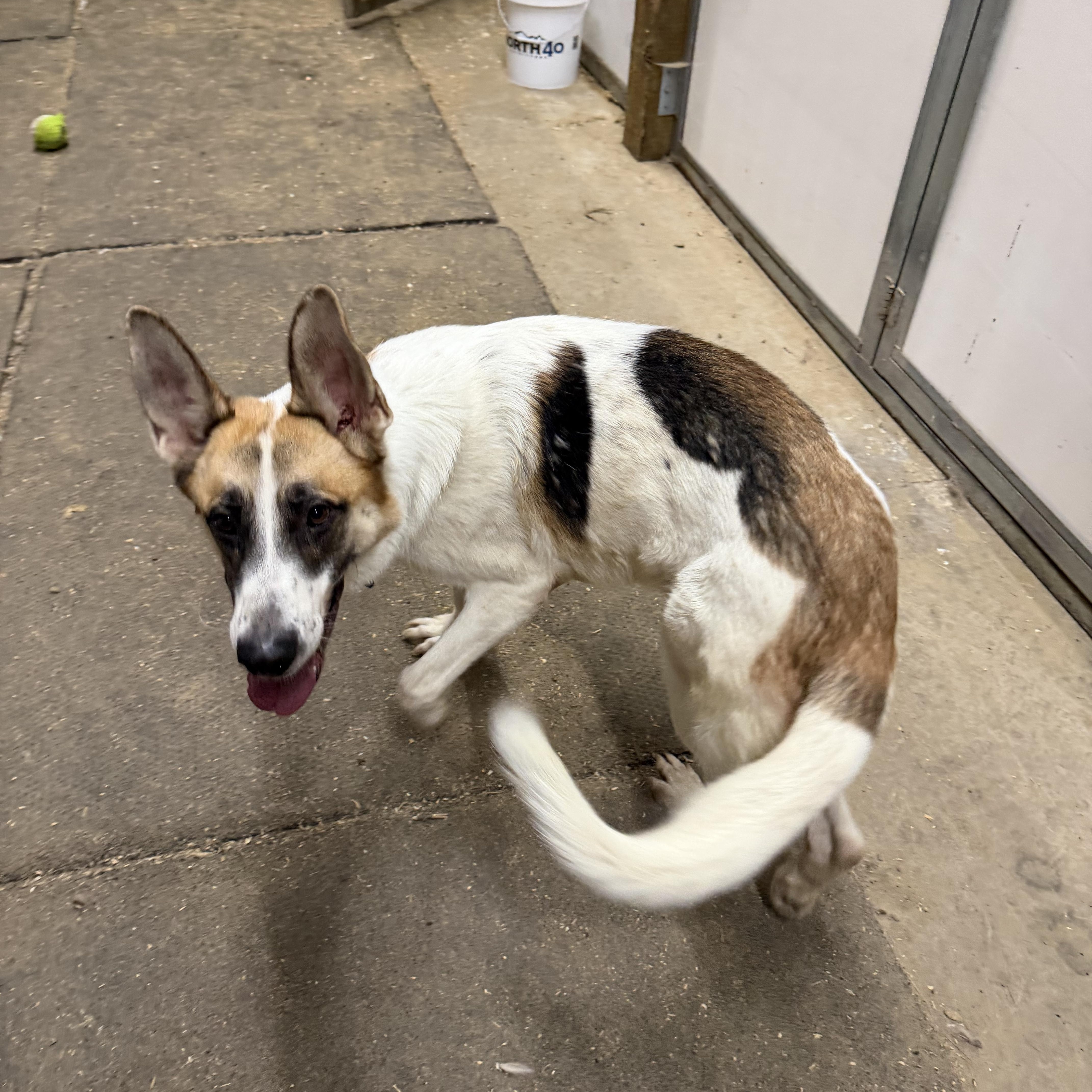 Panda, Adoptable, Young Male German Shepherd Dog.