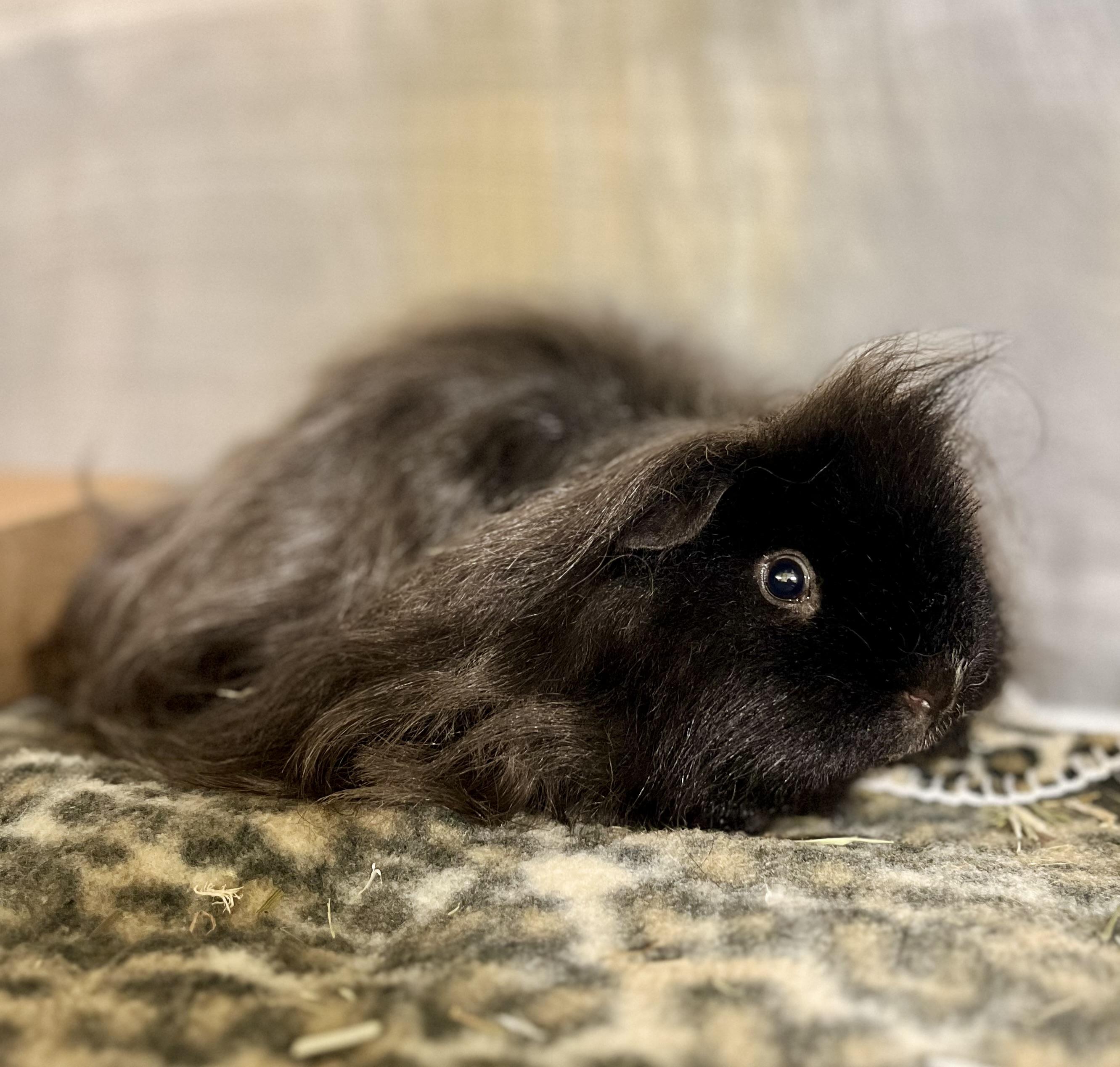Valentino, an adopted Guinea Pig in Seville, OH image 1/2
