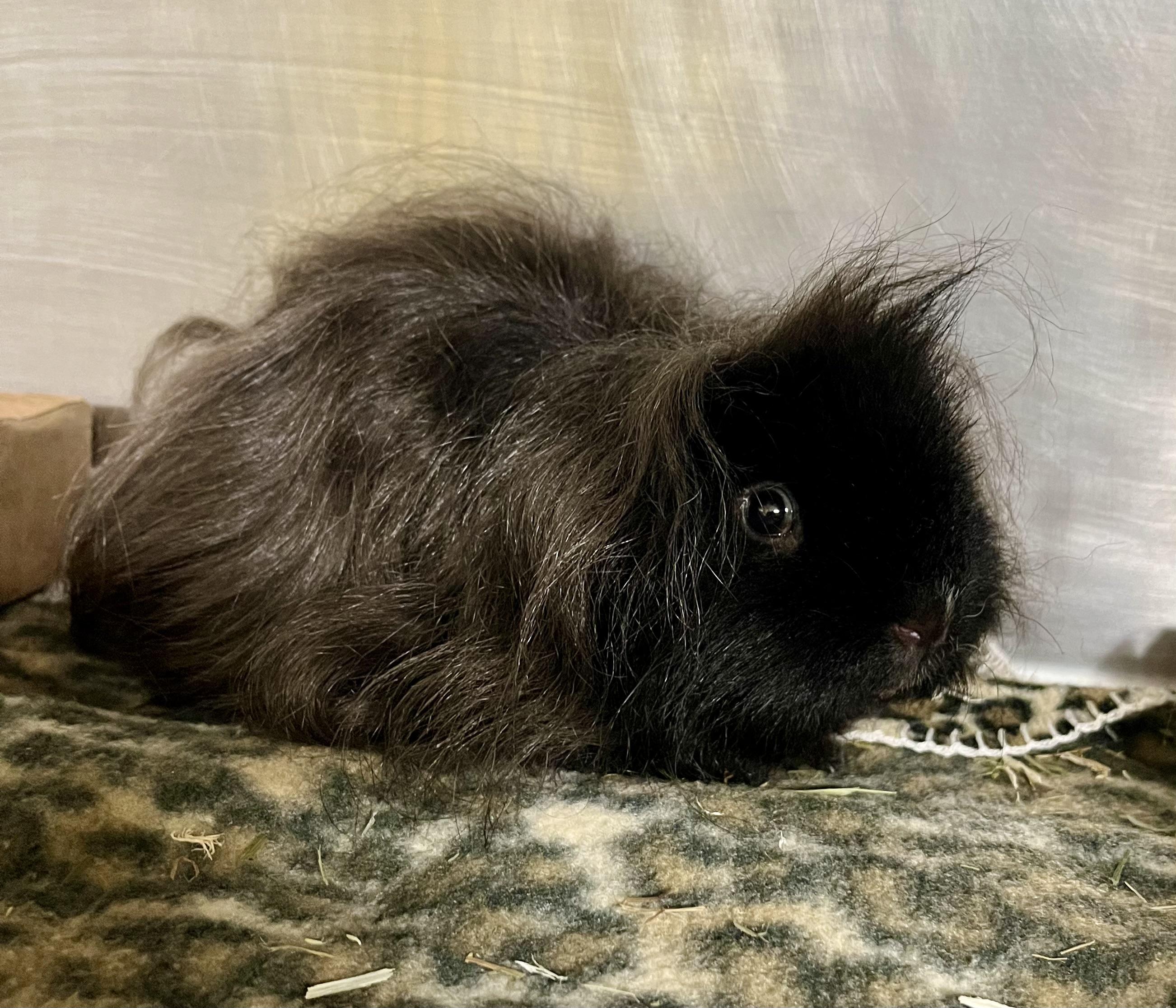 Valentino, an adopted Guinea Pig in Seville, OH image 2/2