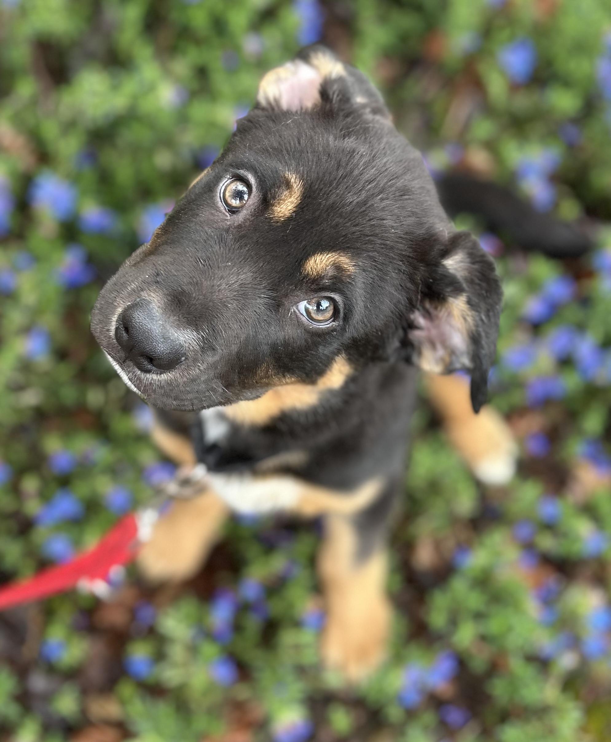 Enlarge Theo, a ADOPTABLE mixed breed in Tigard, OR image 1/5