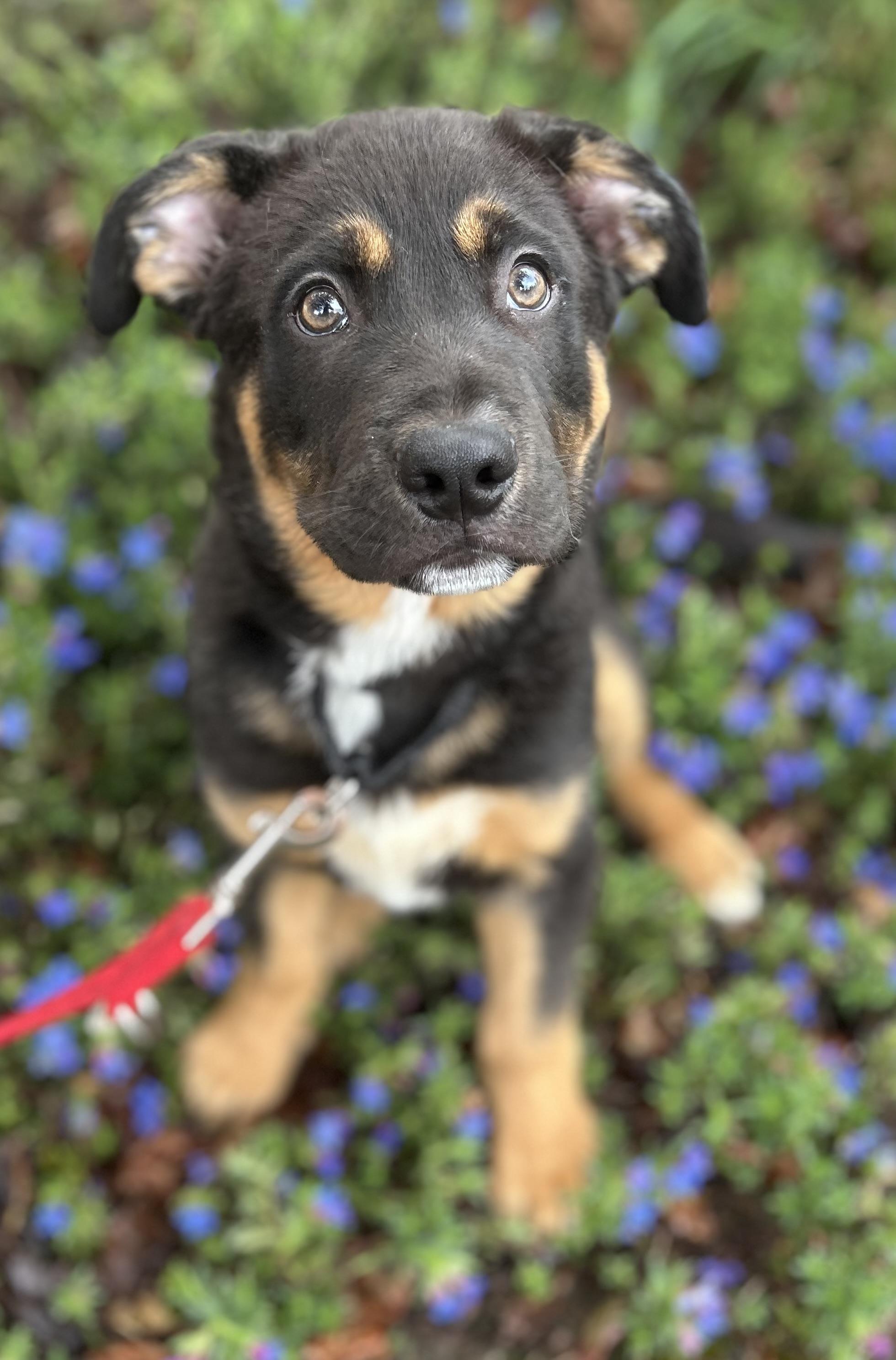 Enlarge Theo, a ADOPTABLE mixed breed in Tigard, OR image 3/5