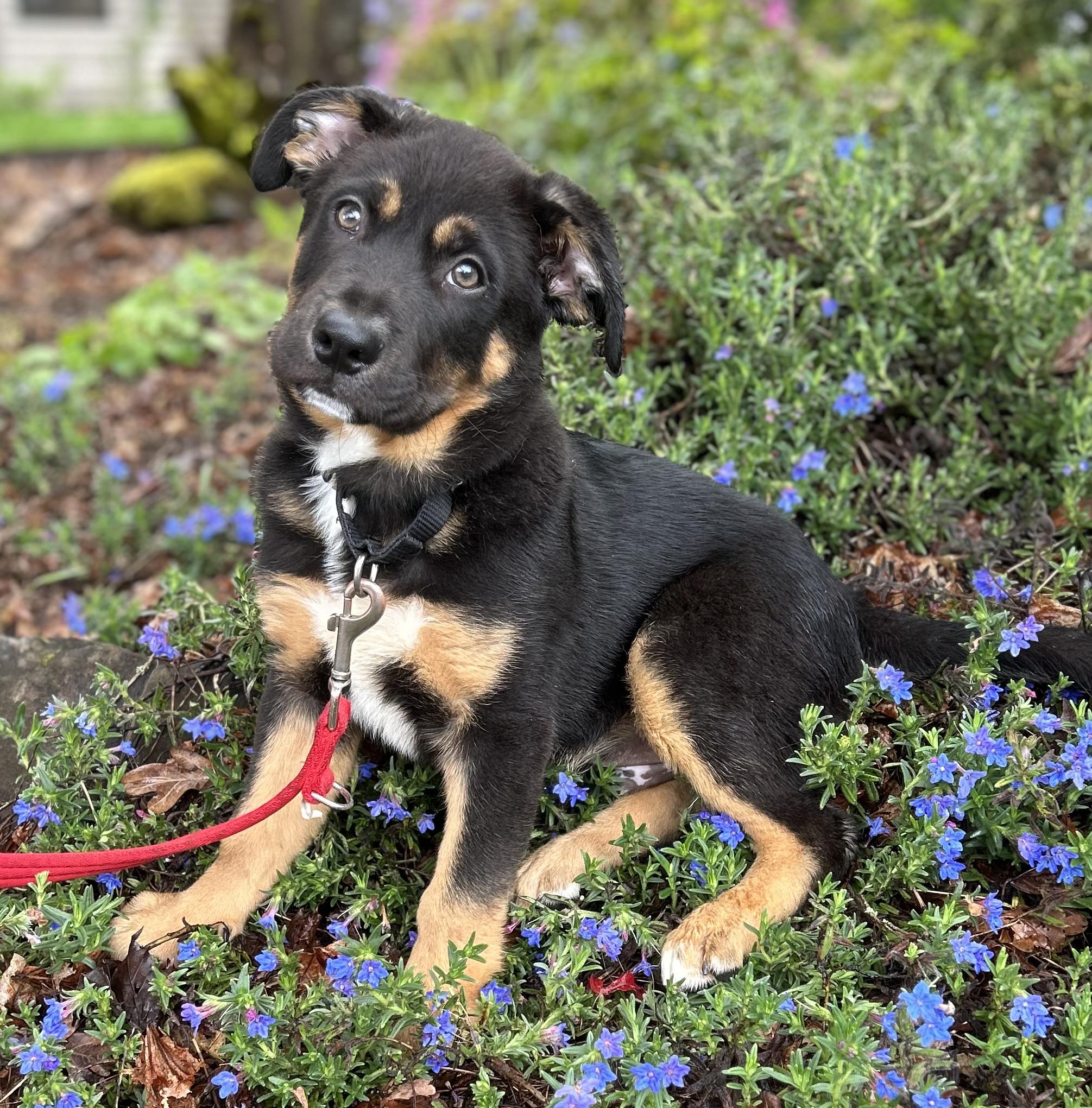 Enlarge Theo, a ADOPTABLE mixed breed in Tigard, OR image 2/5