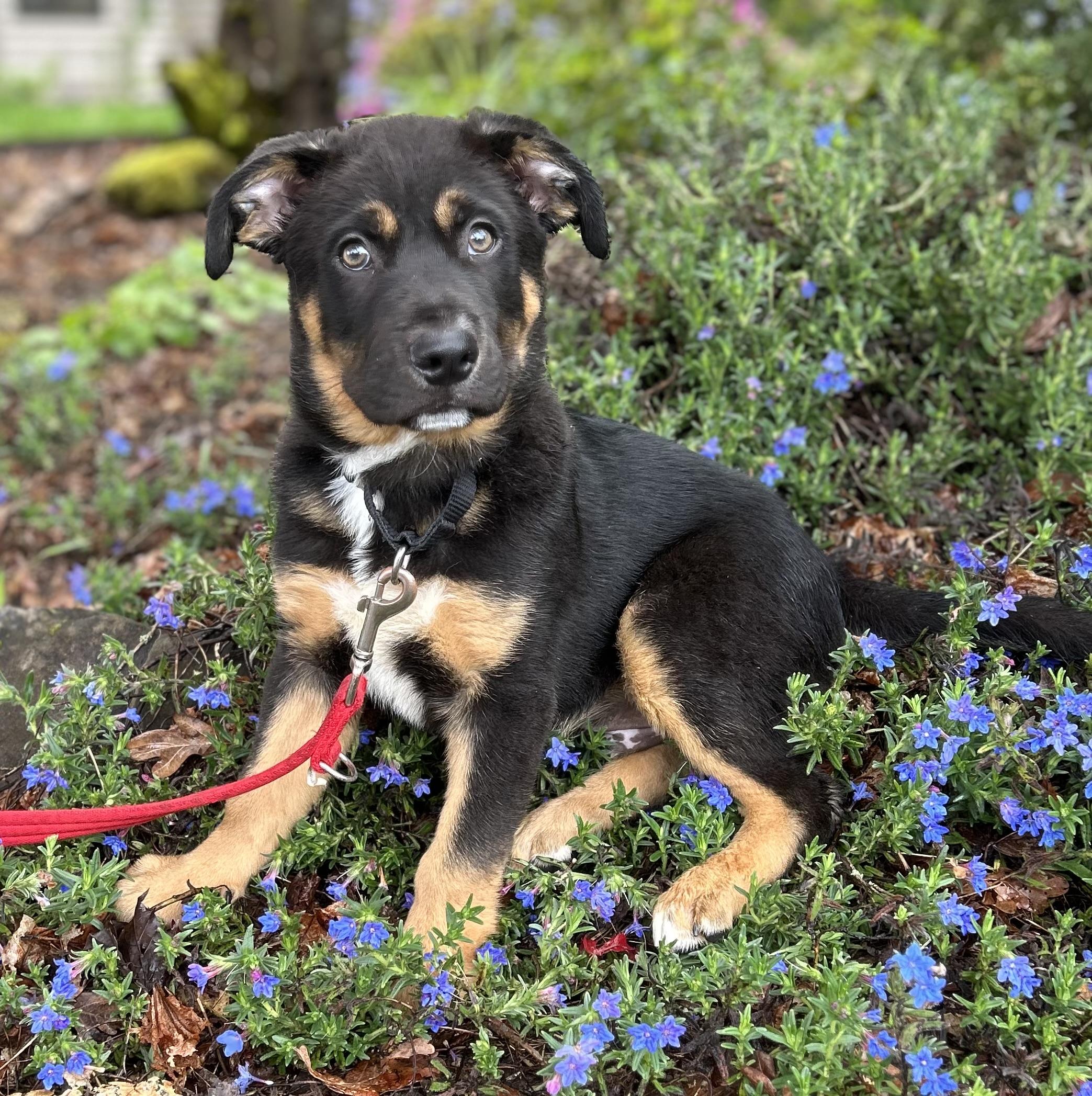 Enlarge Theo, a ADOPTABLE mixed breed in Tigard, OR image 4/5