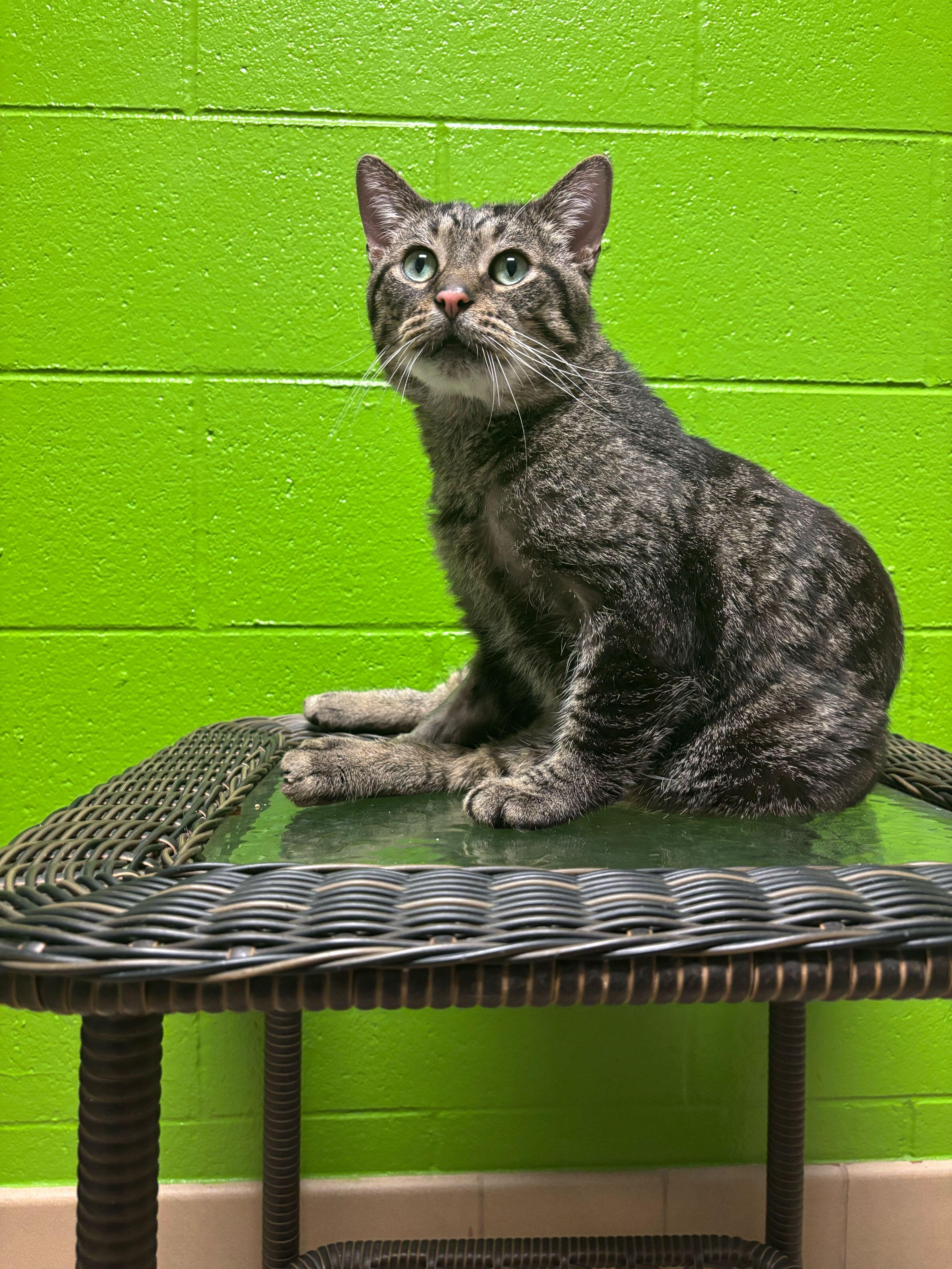 Enlarge Chris Kringle, an adoptable mixed breed in Jackson, MI image 3/5