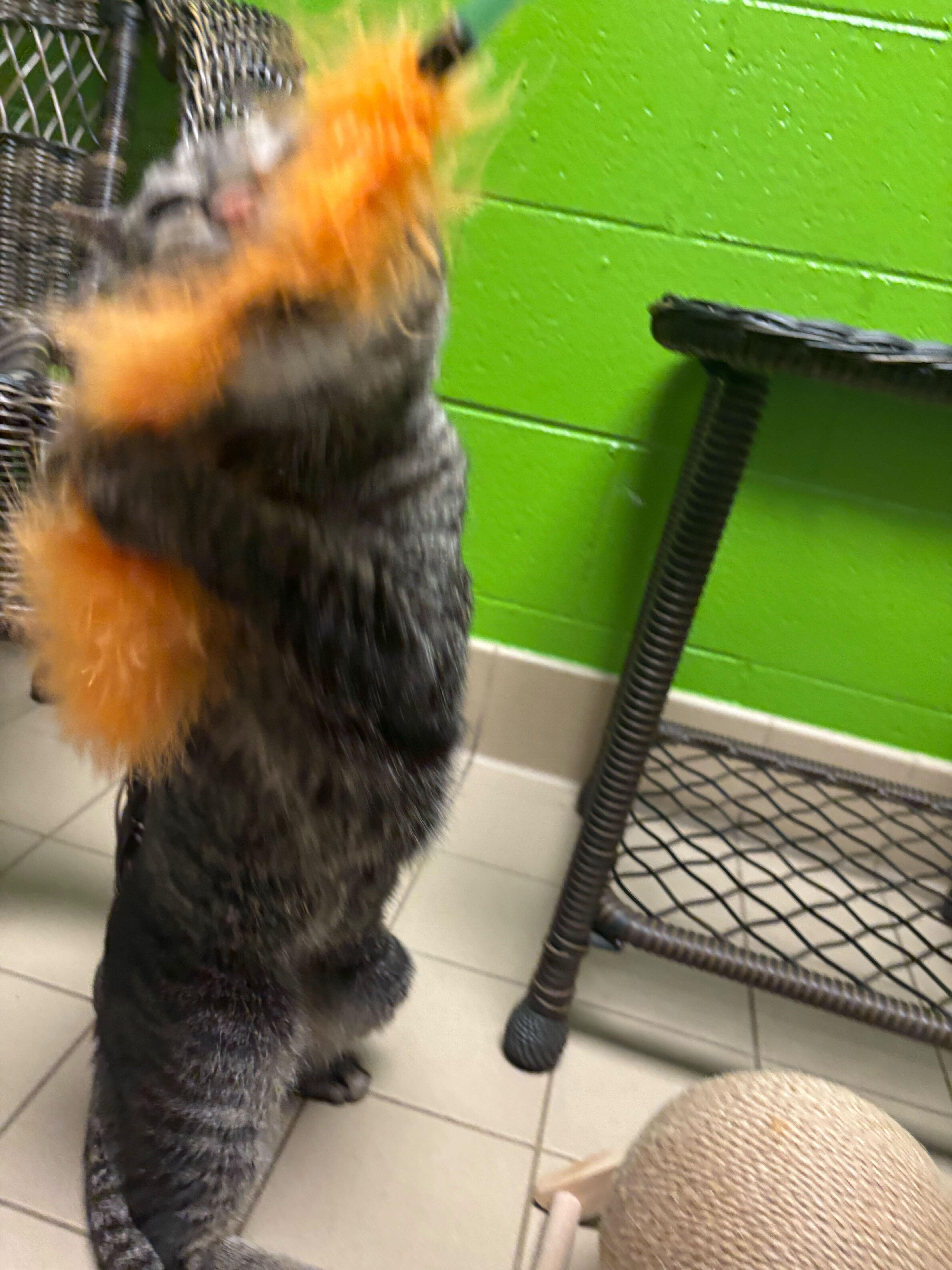 Enlarge Chris Kringle, an adoptable mixed breed in Jackson, MI image 5/5