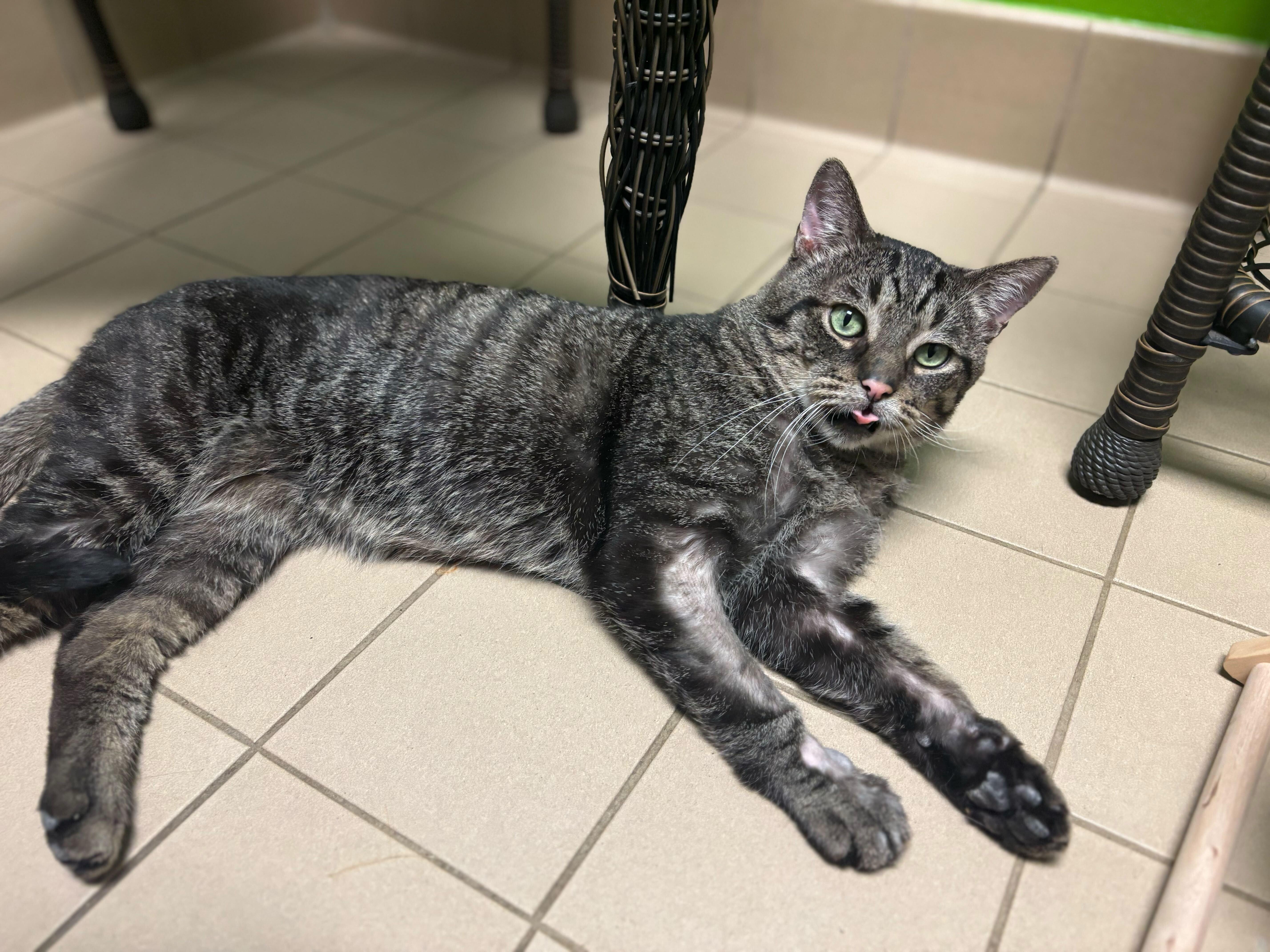 Enlarge Chris Kringle, an adoptable mixed breed in Jackson, MI image 2/5