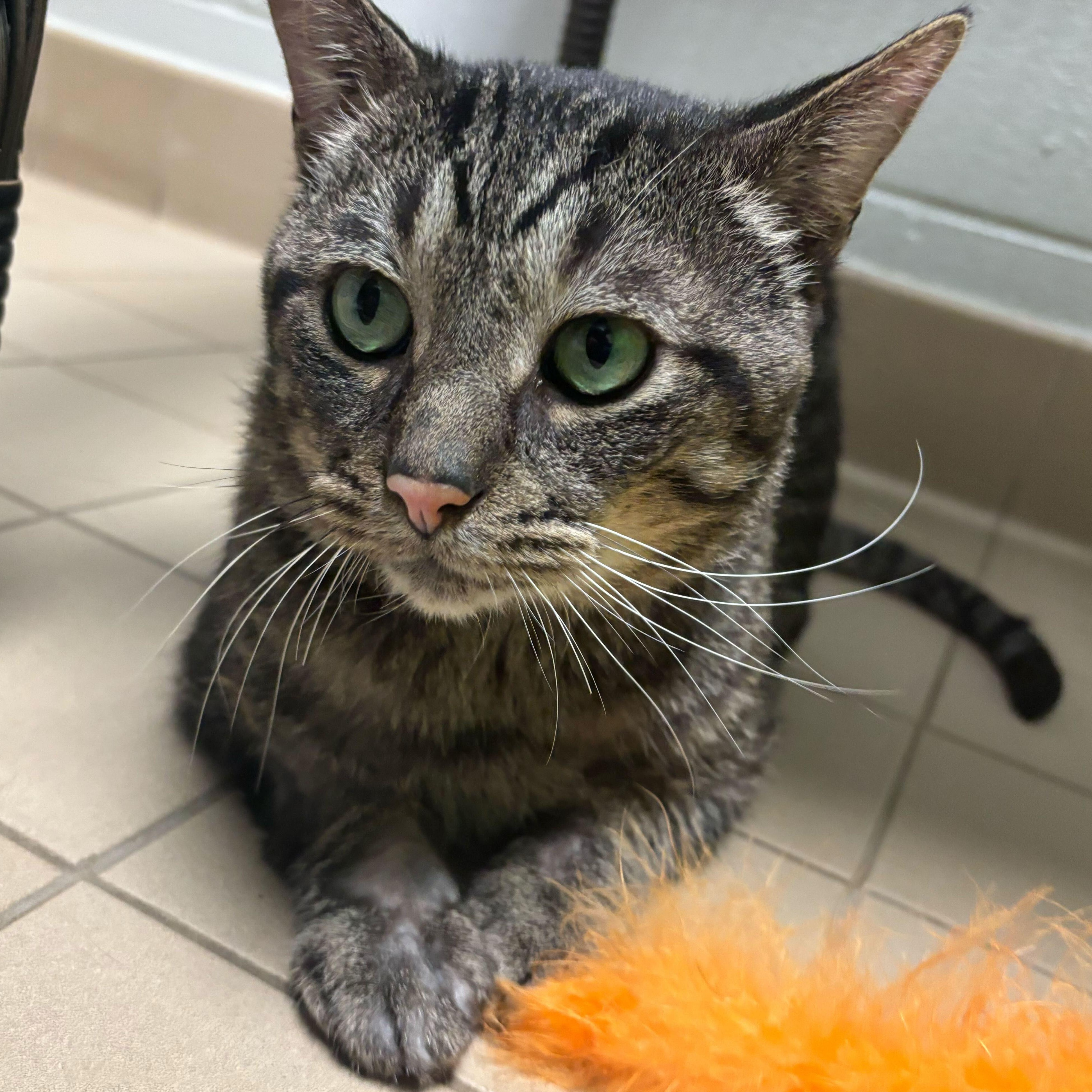 Enlarge Chris Kringle, an adoptable mixed breed in Jackson, MI image 1/5