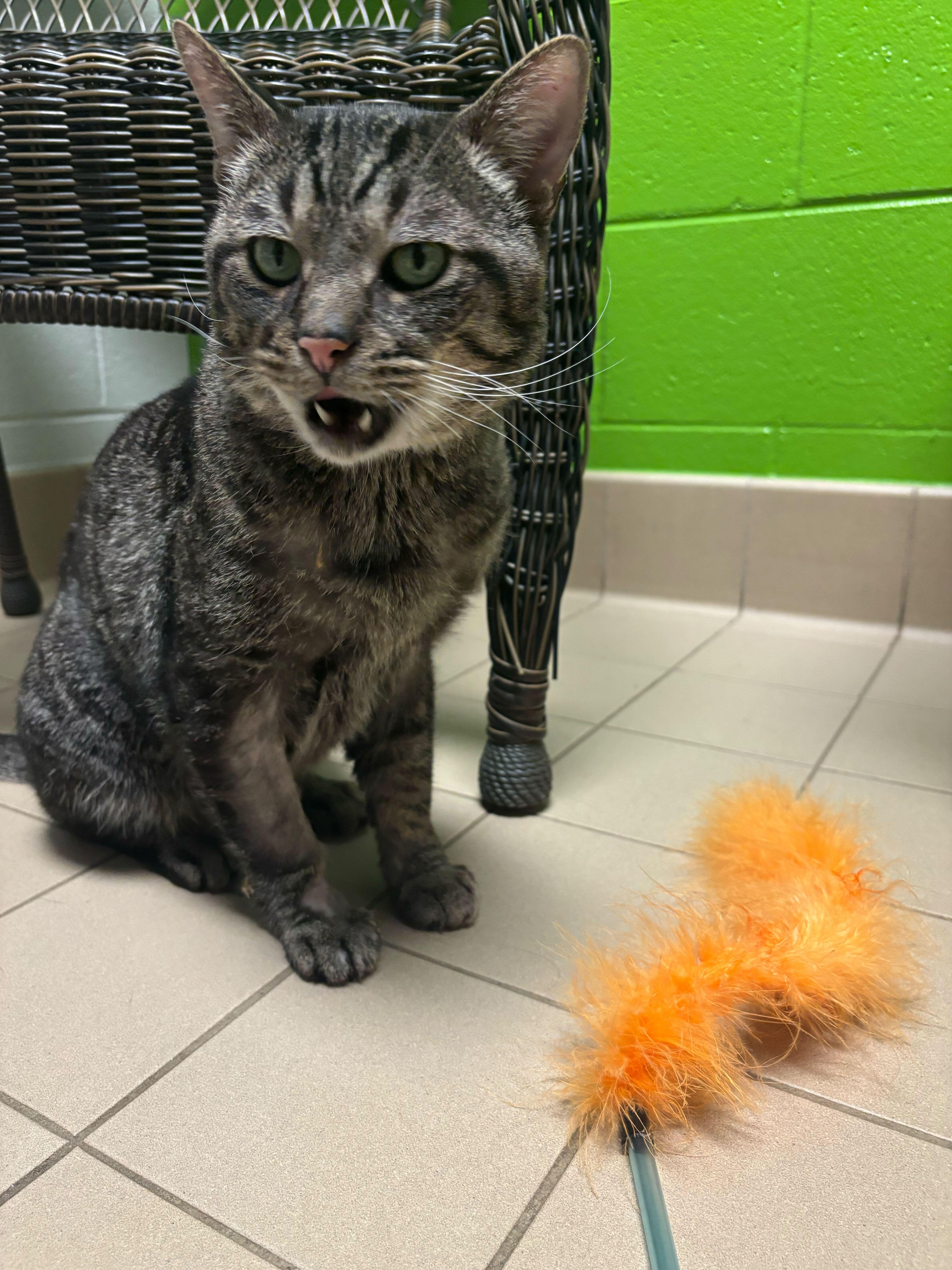 Enlarge Chris Kringle, an adoptable mixed breed in Jackson, MI image 4/5