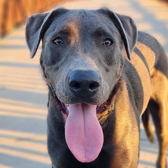 Jep, ADOPTABLE, Young Male Labrador Retriever.