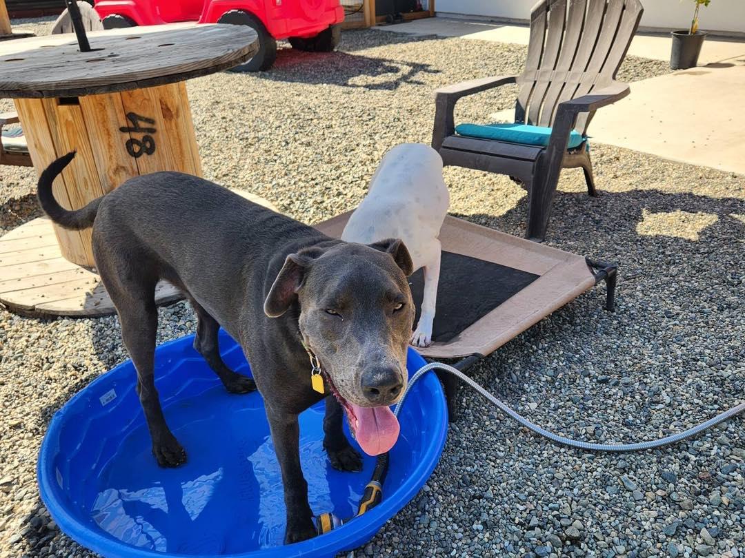 Jep, a ADOPTABLE mixed breed in Sacramento, CA image 4/6