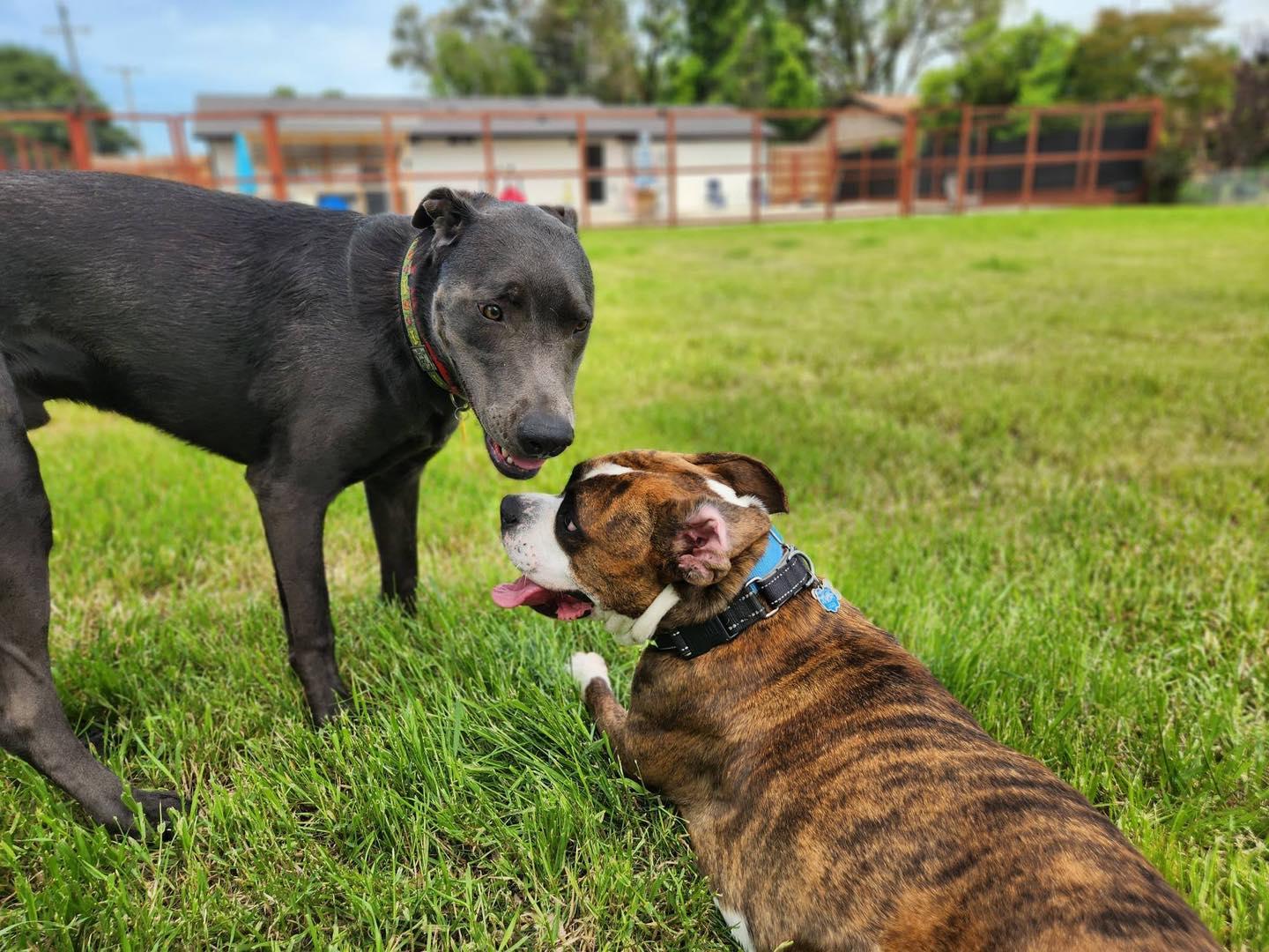 Jep, a ADOPTABLE mixed breed in Sacramento, CA image 5/6