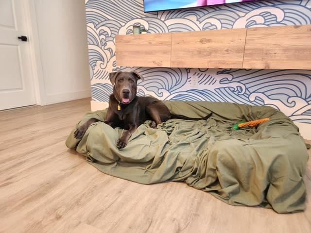 Jep, a ADOPTABLE mixed breed in Sacramento, CA image 3/6