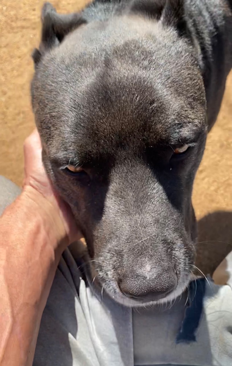 Petey, a Adoptable mixed breed in Superior, MT image 2/12