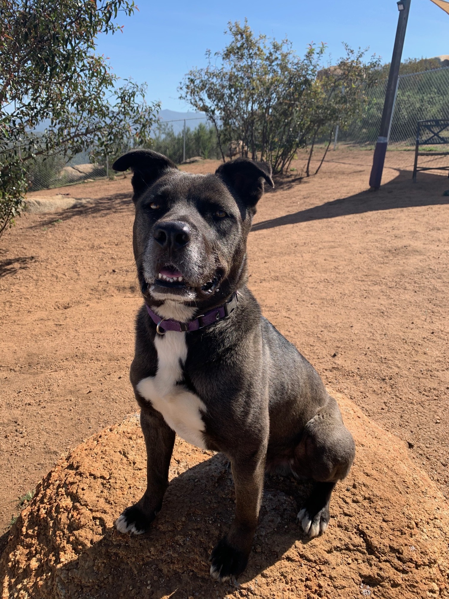 Petey, a Adoptable mixed breed in Superior, MT image 3/12