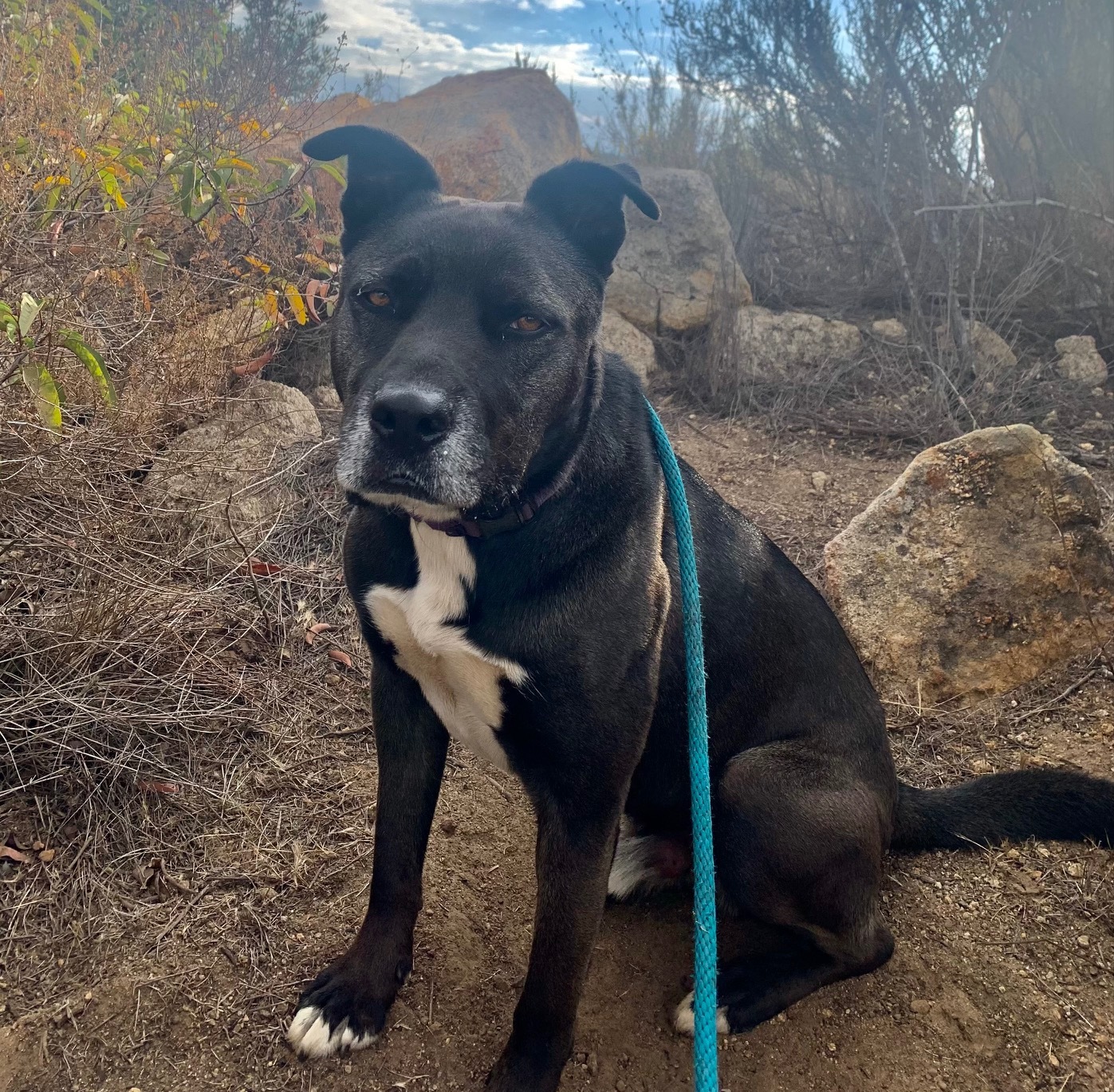 Petey, Adoptable, Adult Male Akita & Pit Bull Terrier.