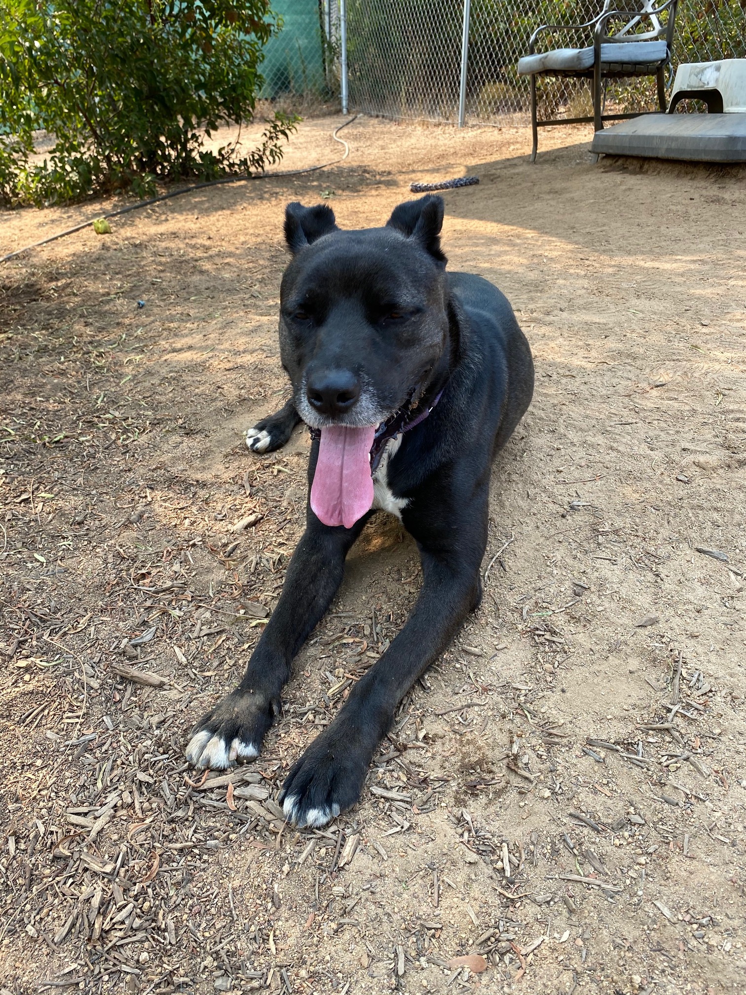 Petey, a Adoptable mixed breed in Superior, MT image 6/12