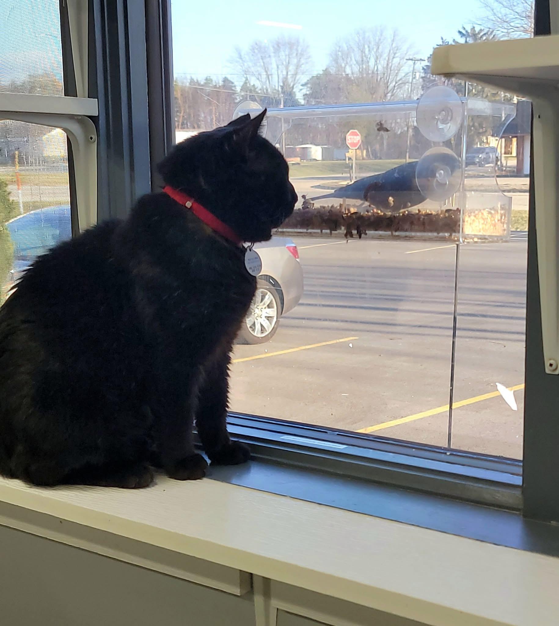 Enlarge BATTENBERG, a Adoptable Domestic Short Hair in Grand Rapids, MI image 5/5