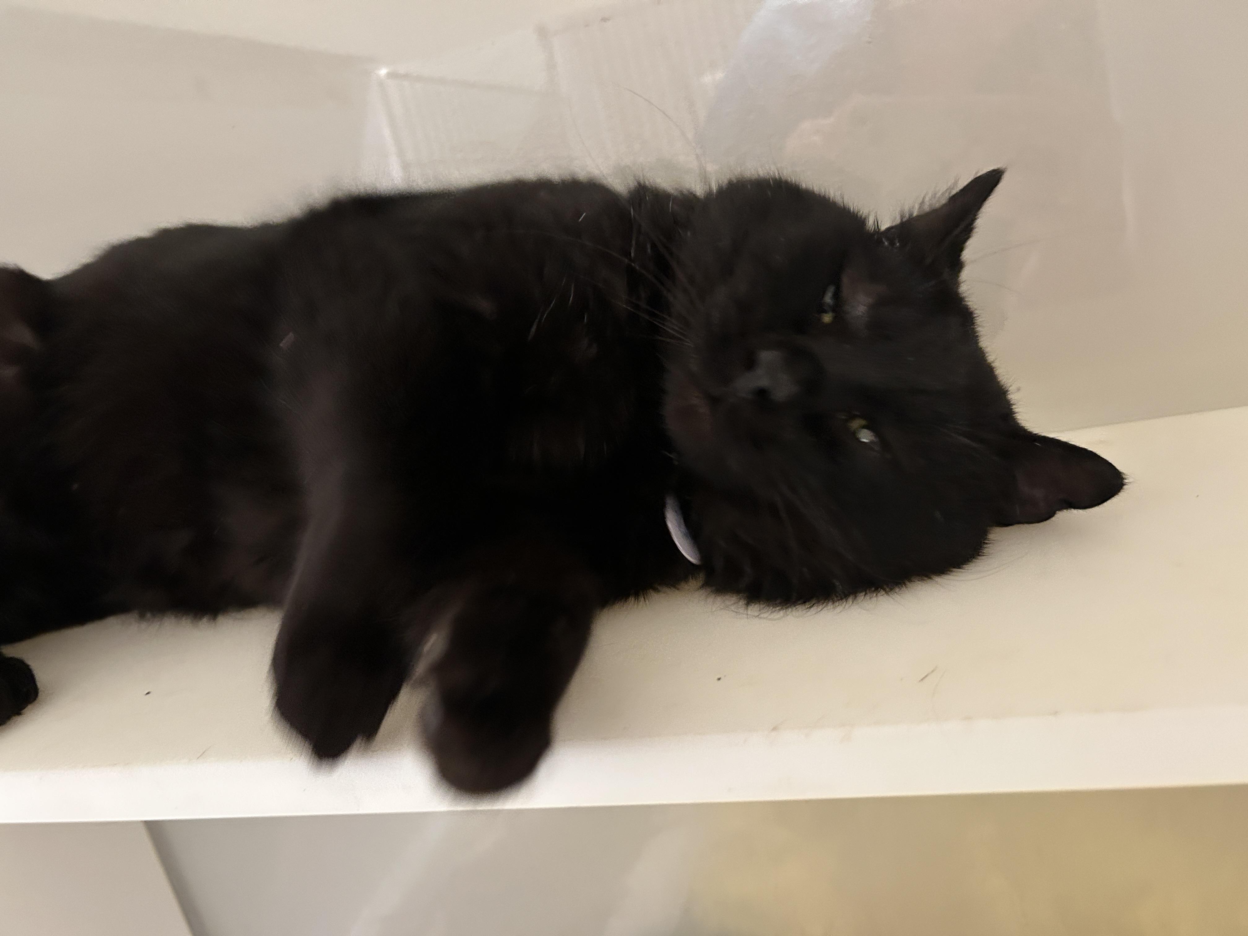 Enlarge BATTENBERG, a Adoptable Domestic Short Hair in Grand Rapids, MI image 2/4