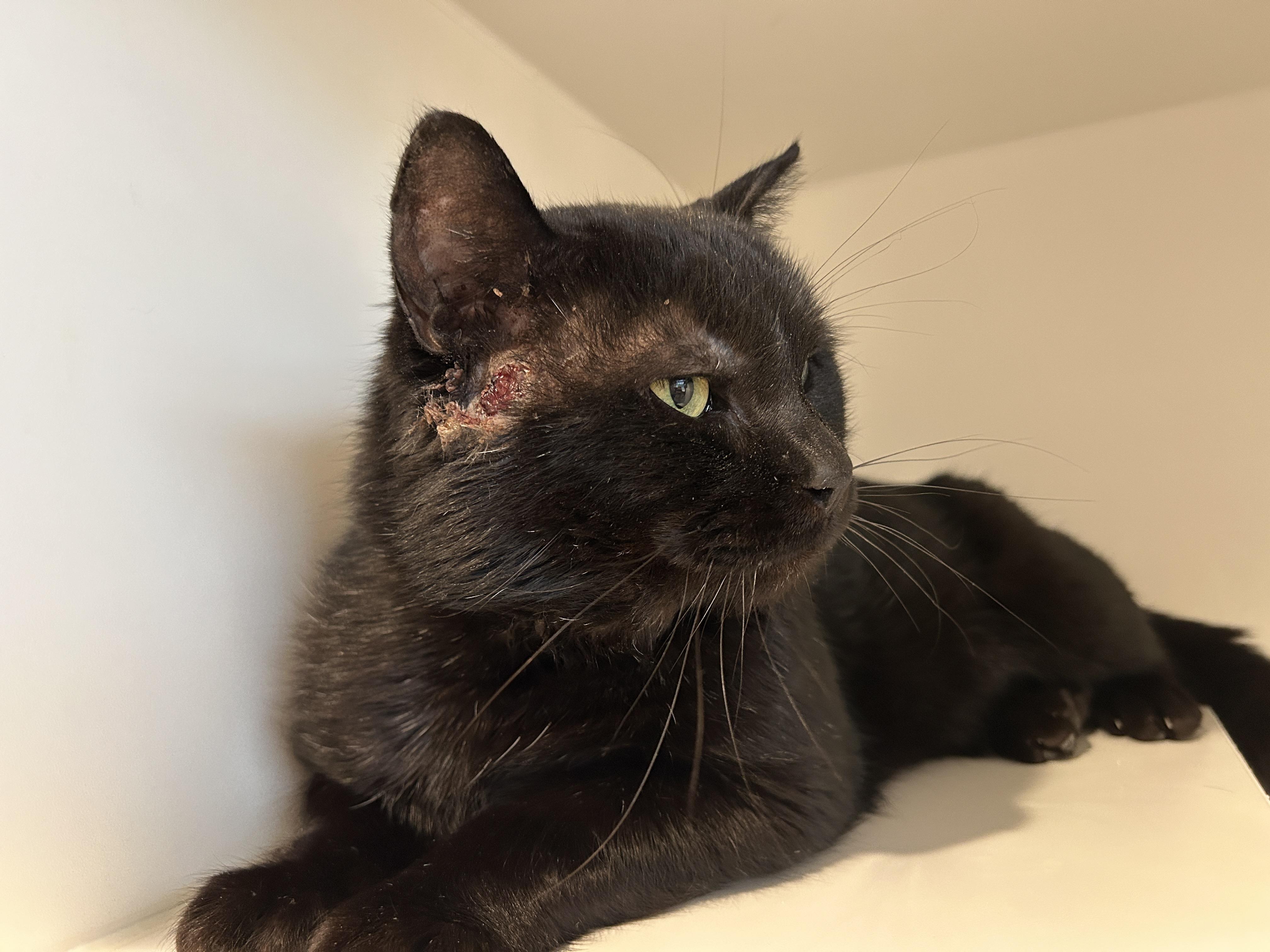 Enlarge BATTENBERG, a Adoptable Domestic Short Hair in Grand Rapids, MI image 3/4