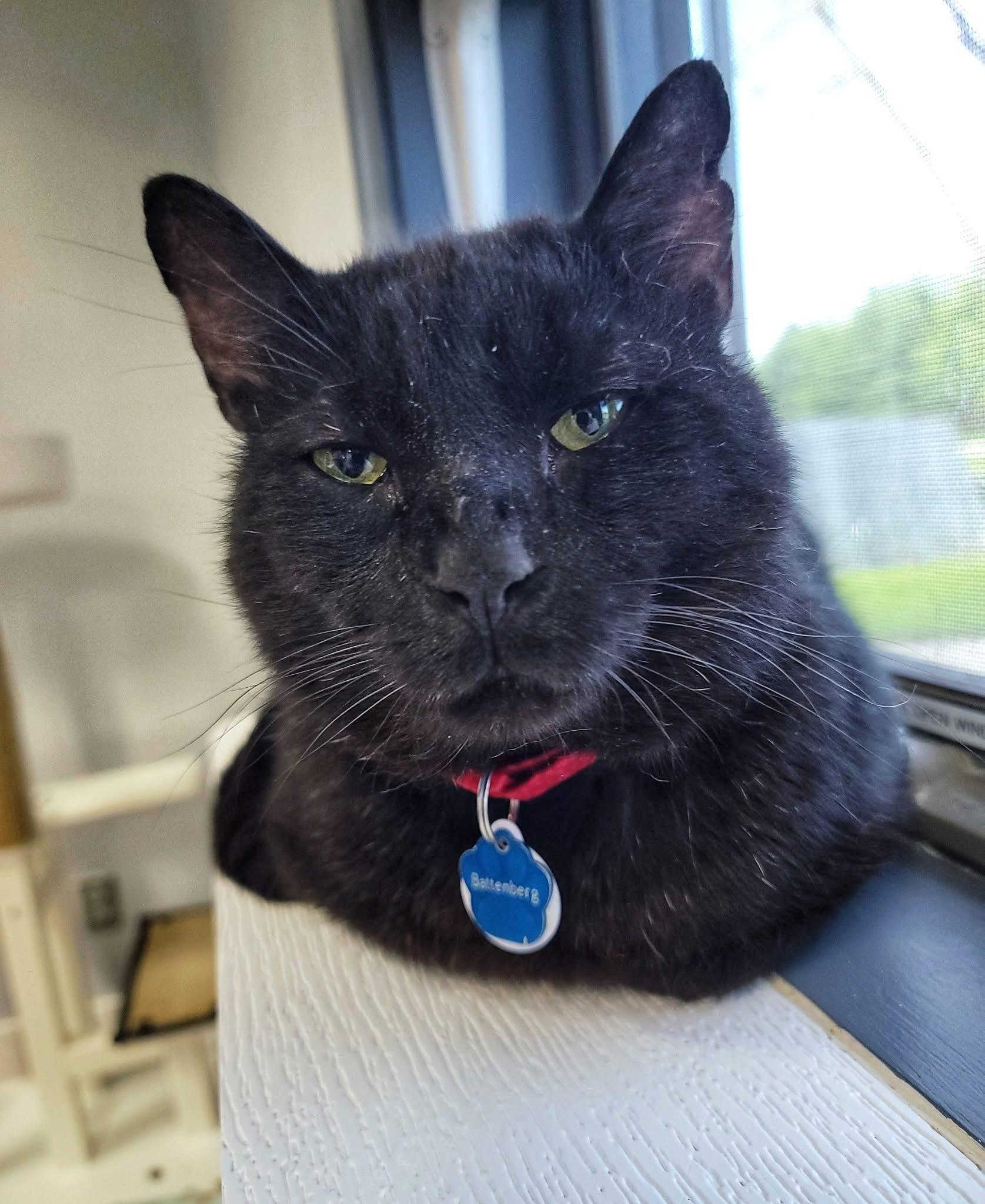 Enlarge BATTENBERG, a Adoptable Domestic Short Hair in Grand Rapids, MI image 1/4