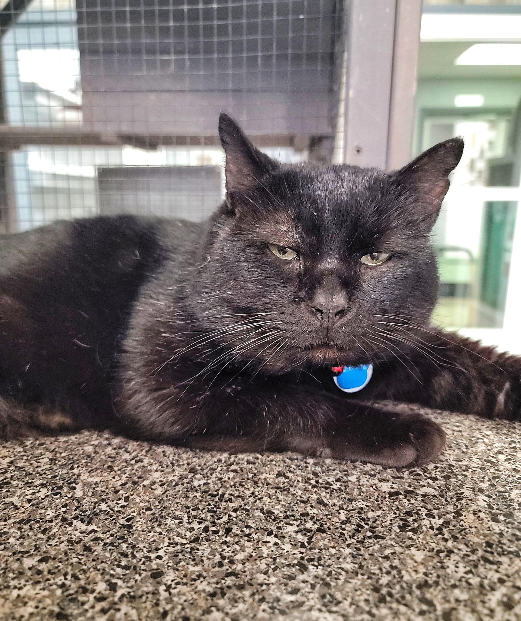 BATTENBERG, Adoptable, Adult Male Domestic Short Hair.