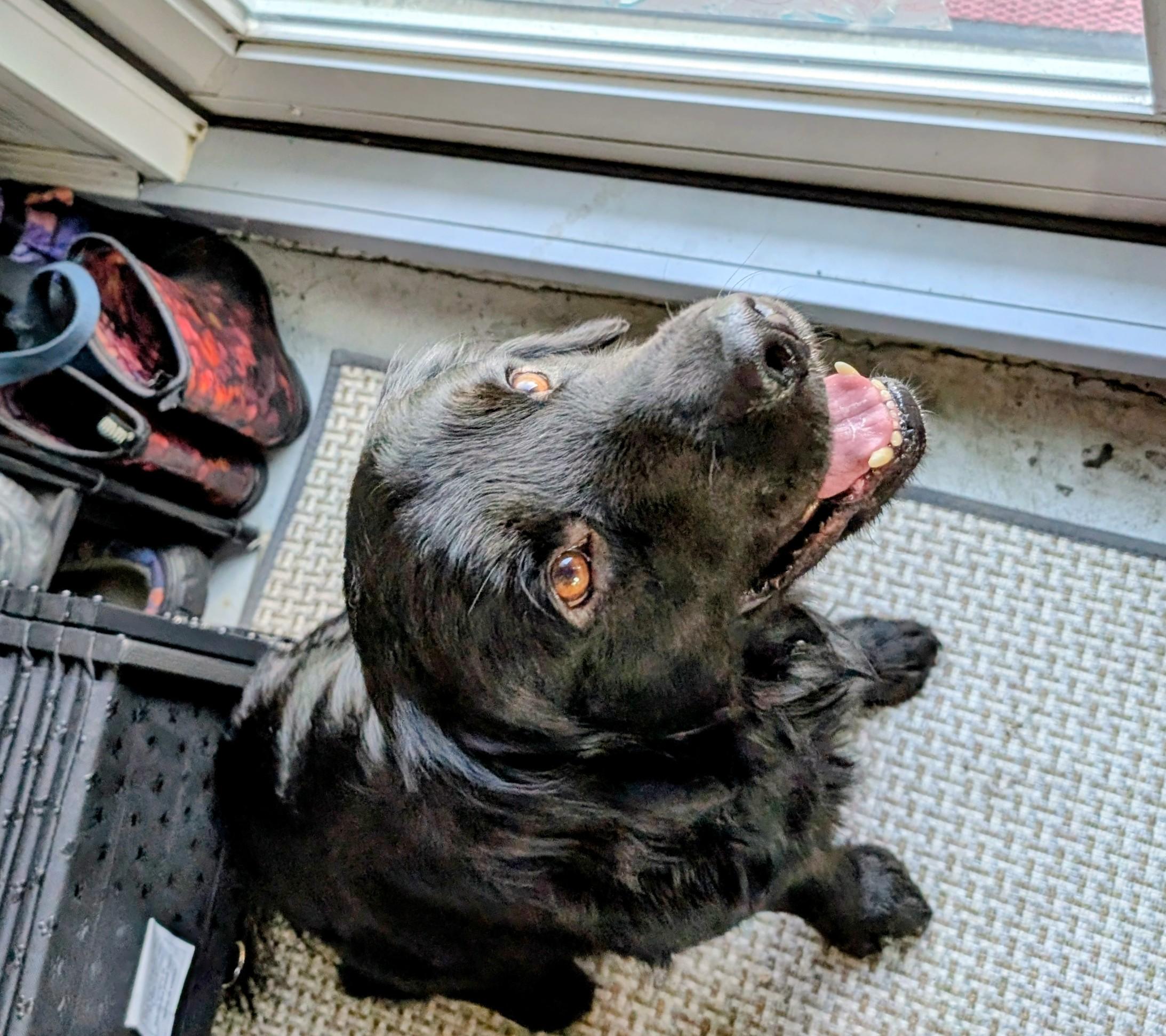 Enlarge Baxter, a ADOPTABLE mixed breed in Tampa, FL image 3/4
