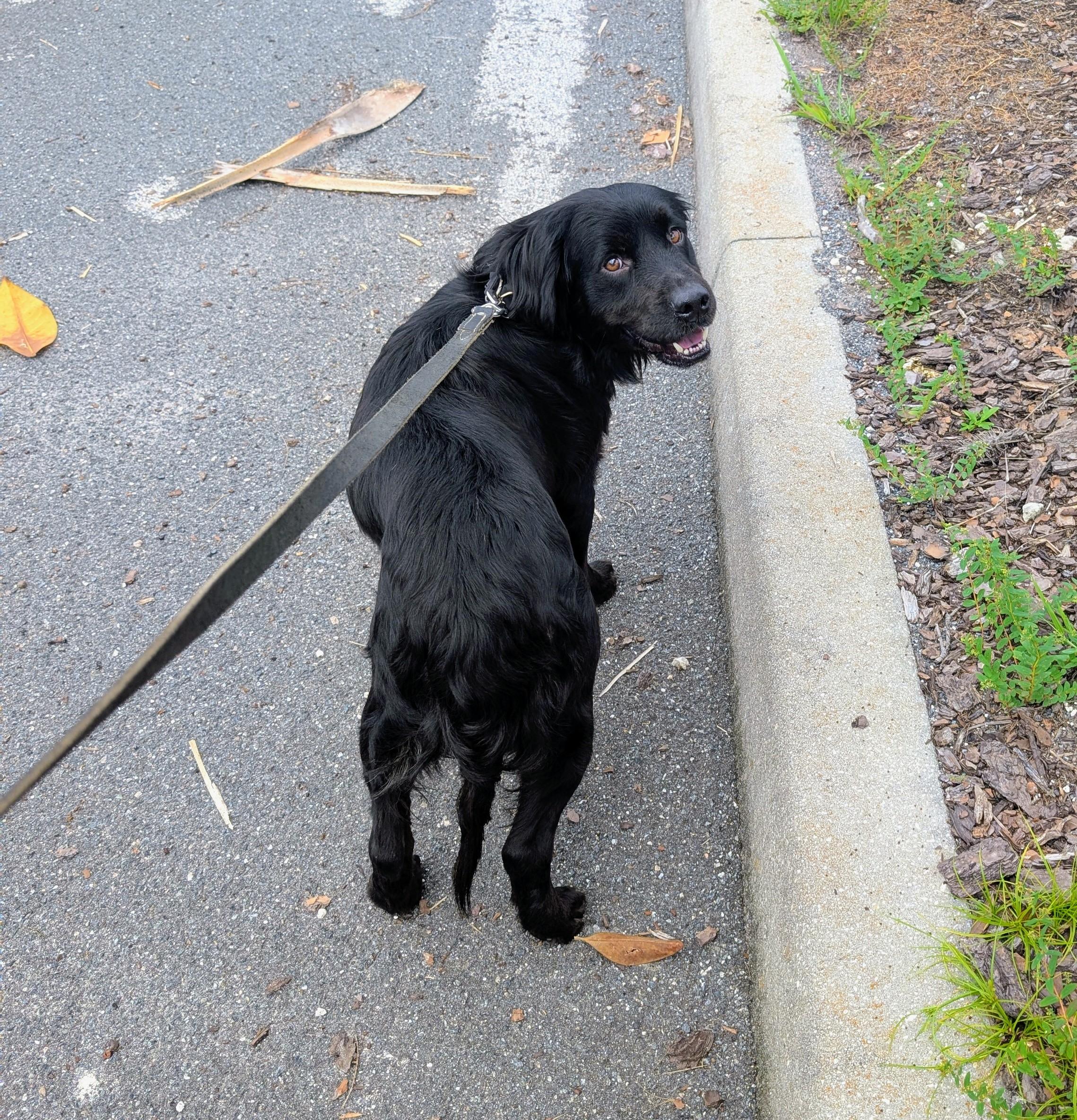 Enlarge Baxter, a ADOPTABLE mixed breed in Tampa, FL image 4/4