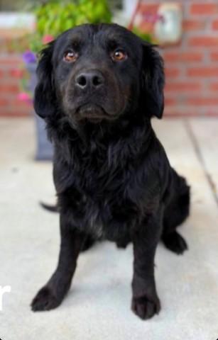 Enlarge Baxter, a ADOPTABLE mixed breed in Tampa, FL image 2/4