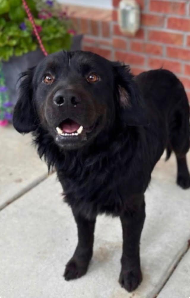 Baxter, ADOPTABLE, Young Male Flat-Coated Retriever.