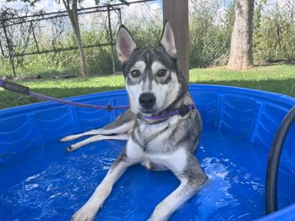 Enlarge Coyote, a Adoptable mixed breed in Houston, TX image 1/3