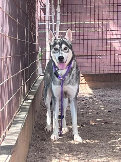 Enlarge Coyote, a Adoptable mixed breed in Houston, TX image 2/3