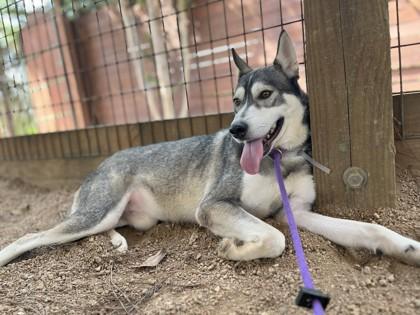 Enlarge Coyote, a Adoptable mixed breed in Houston, TX image 3/3
